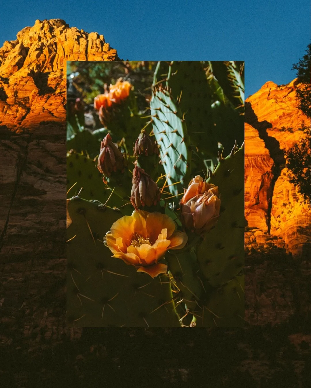 The last time we went to Zion was New Year&rsquo;s of 2017 and the whole valley was covered in snow! Visiting in May was a drastic contrast in temperature 🥵 &amp; colors! Sooo many cactus flowers in bloom! 🌹🌵

#zionnationalpark #zionnps #utah #mig