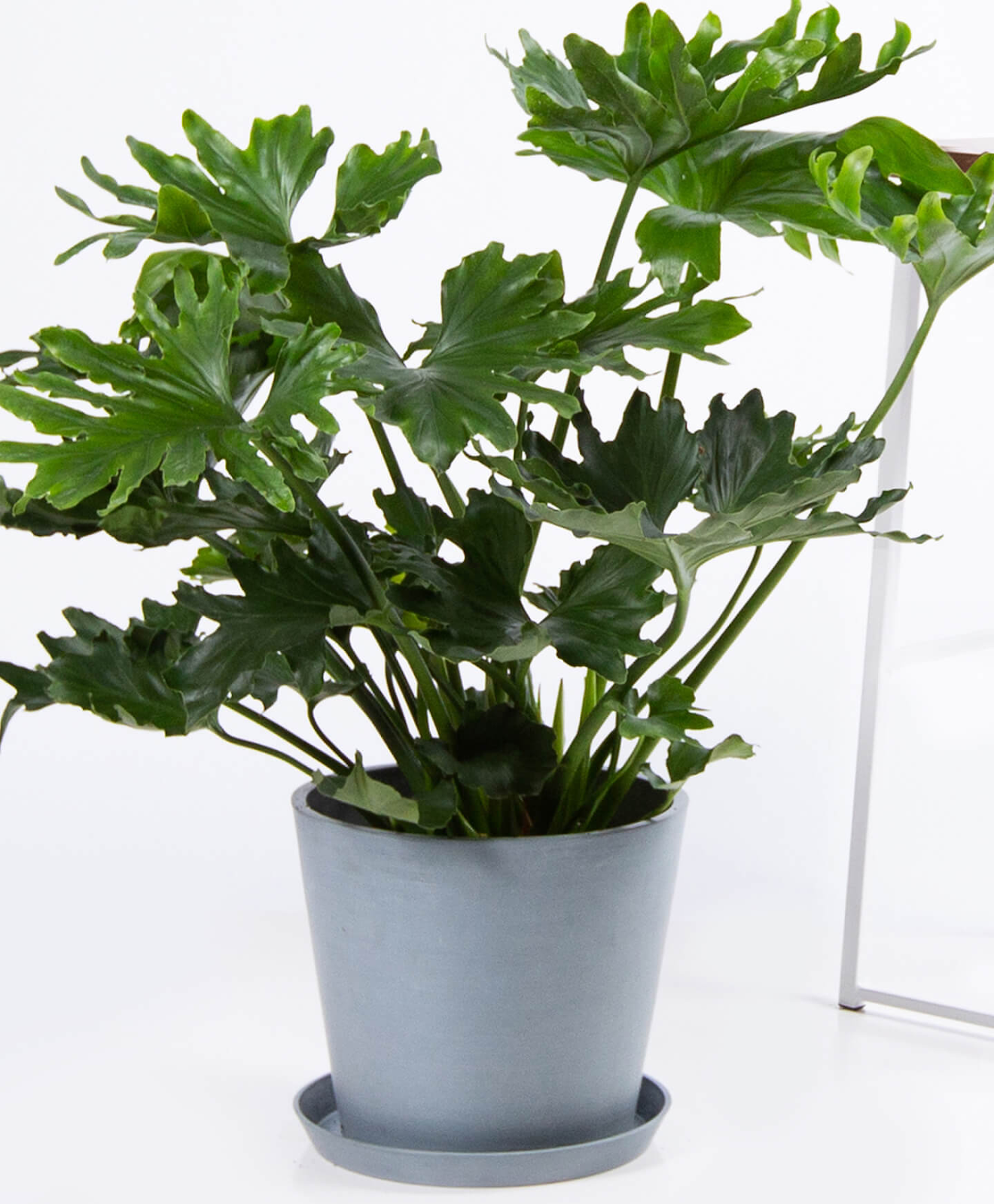 Image via Bloomscape .