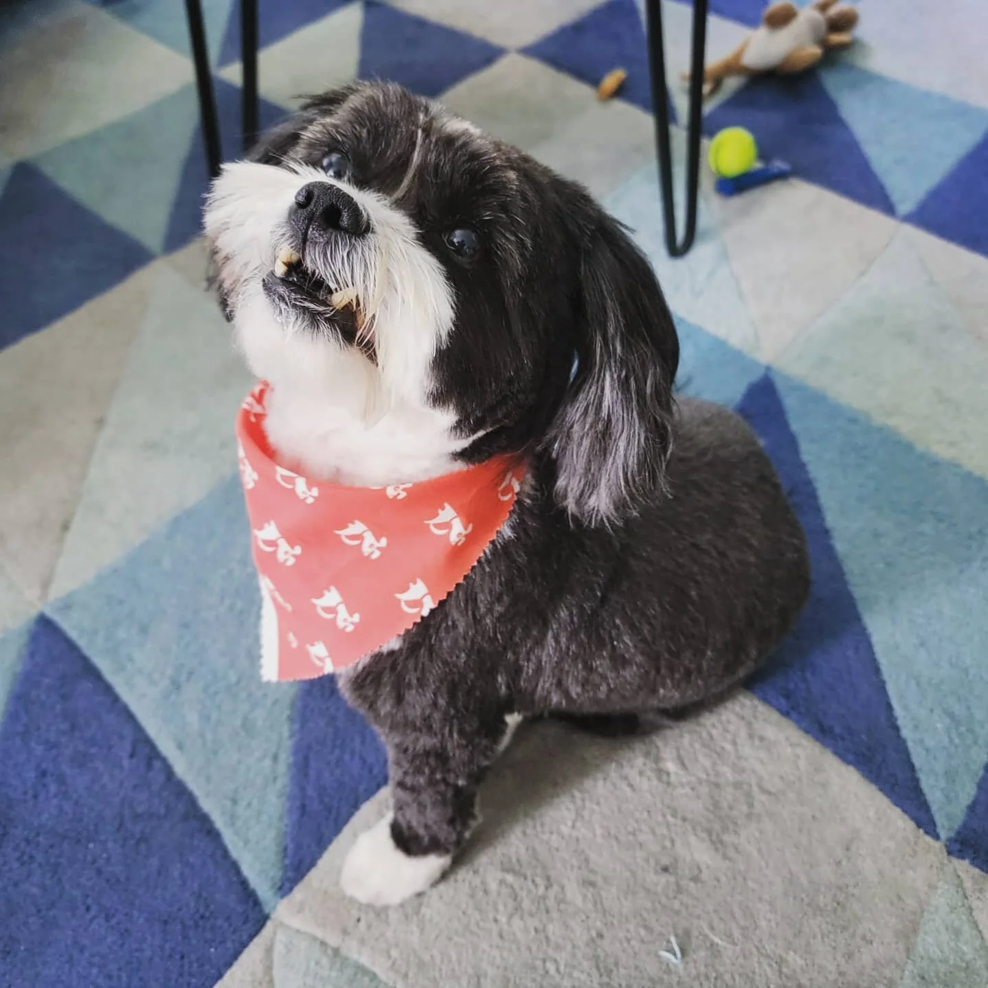 Little dude got a haircut today 😎📸