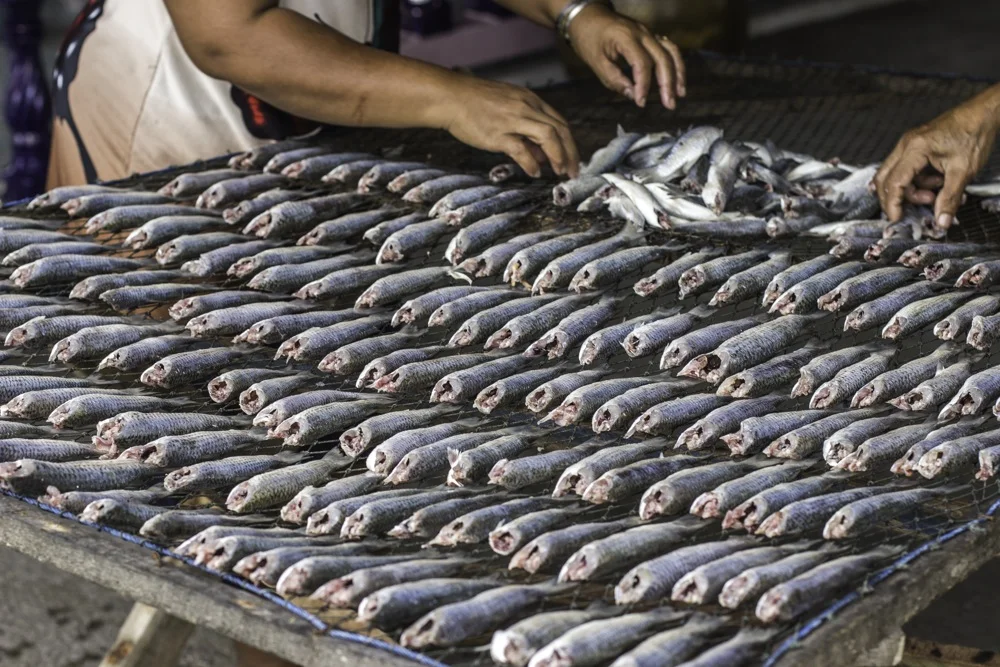 Fish, 2014