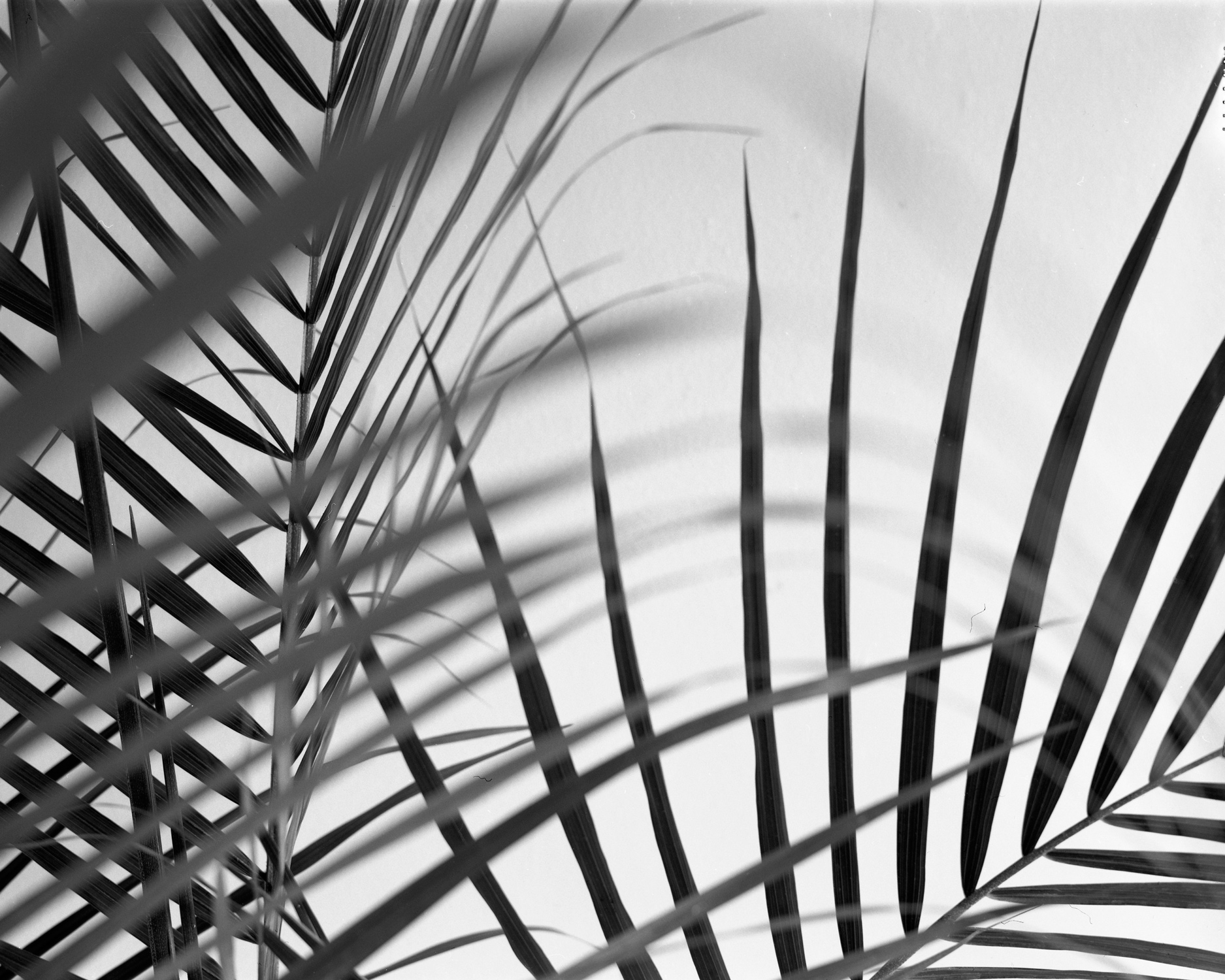 Indoor Plant, 2019 Ilford HP5 400