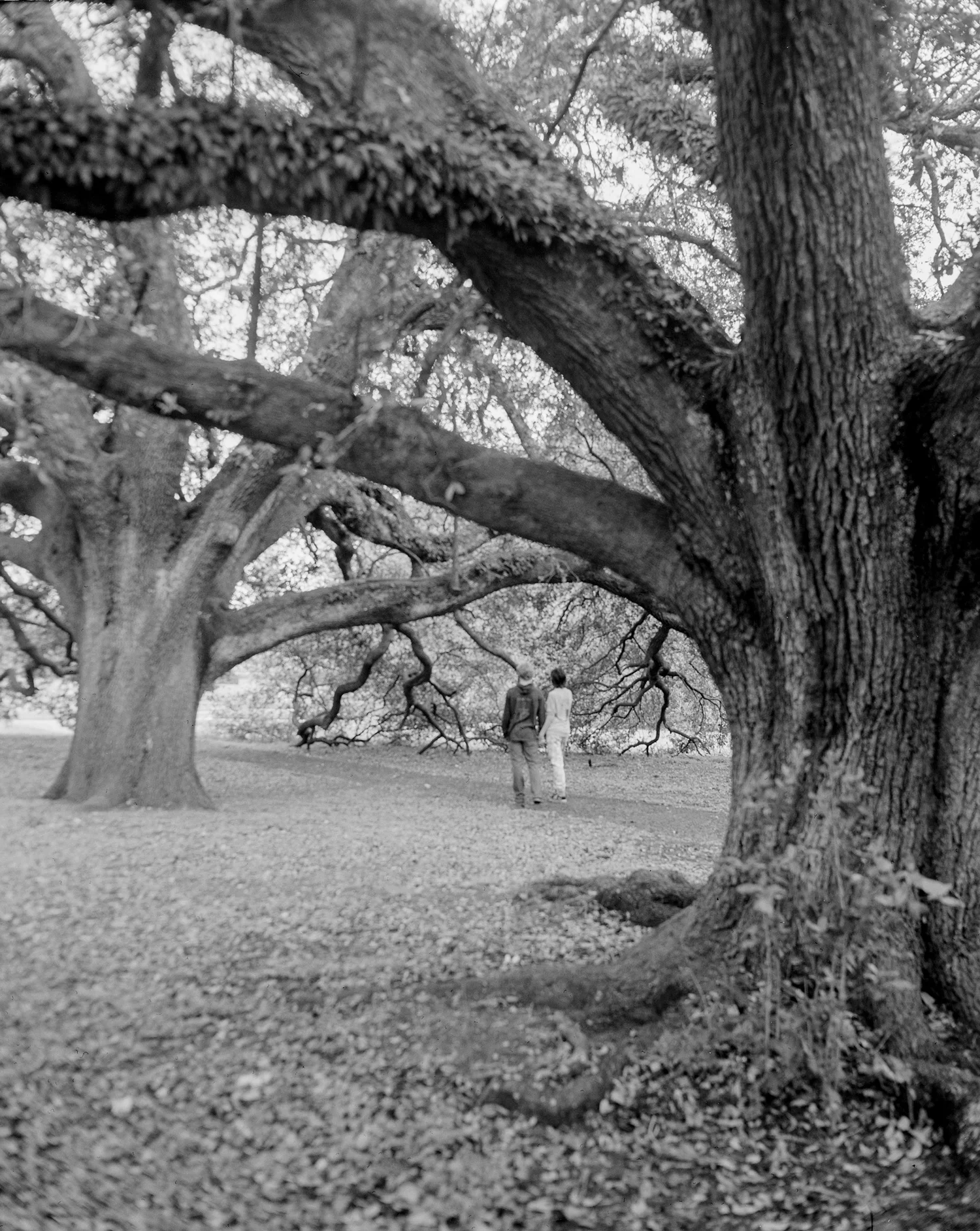 A Walk in the Park, 2019 Ilford HP5 400