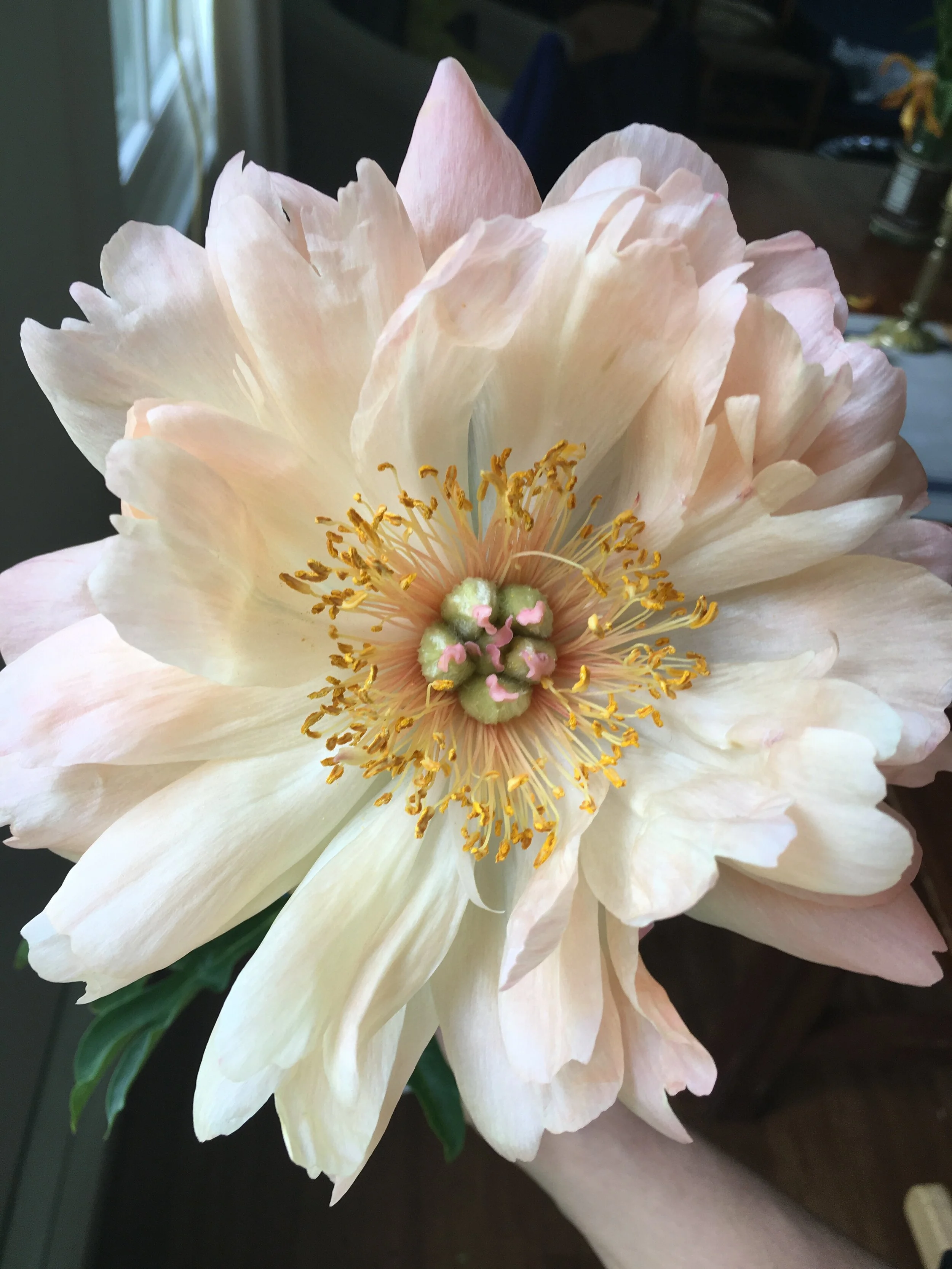 Peonies (Early Season  ~ June)