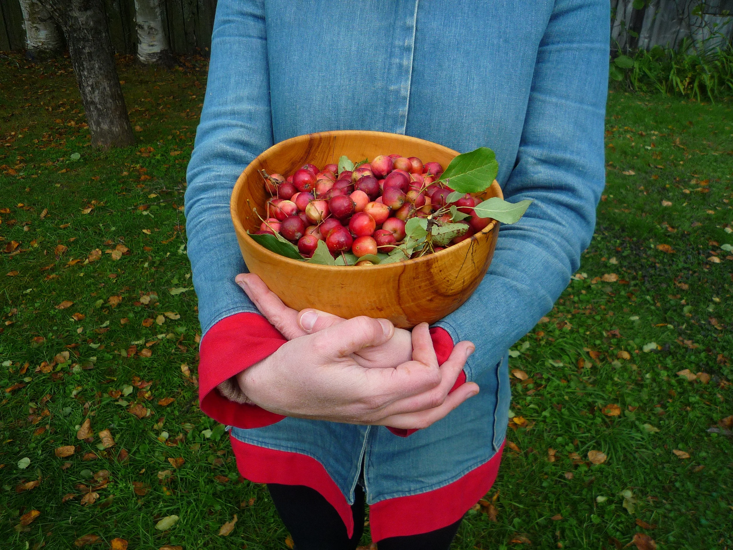 crabapple harvest