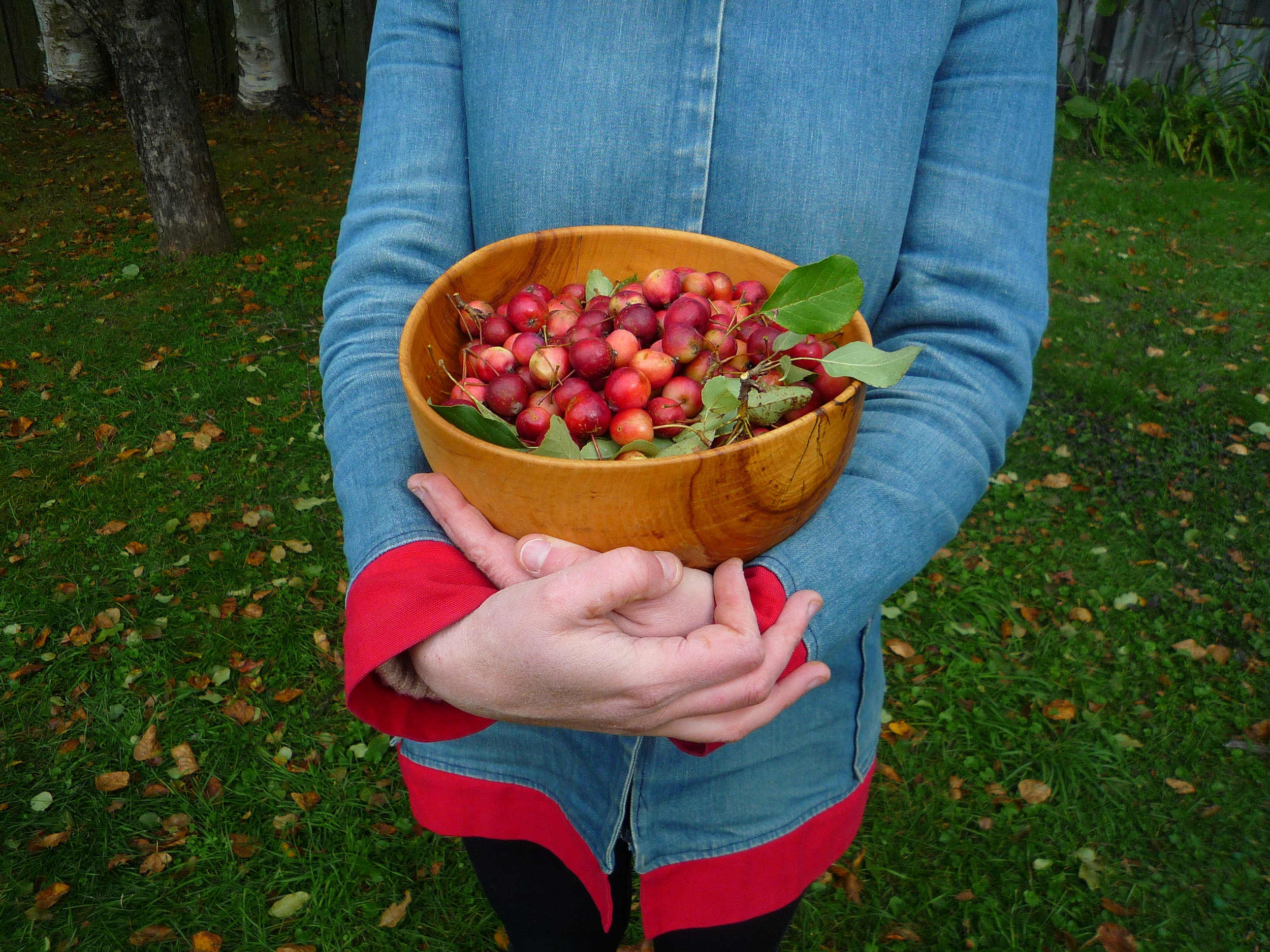 crabapple harvest