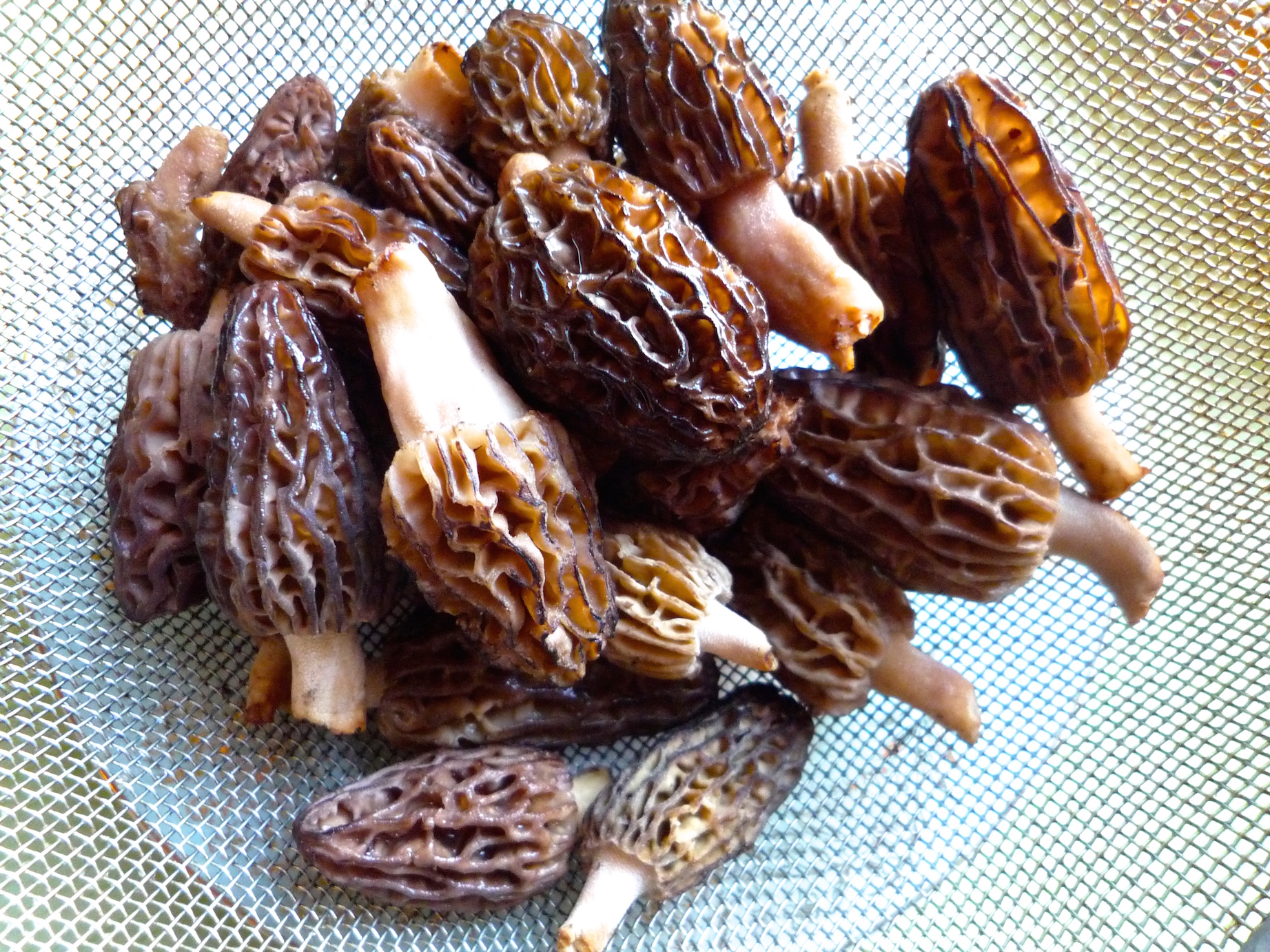 fig. c: fresh Quebec morels