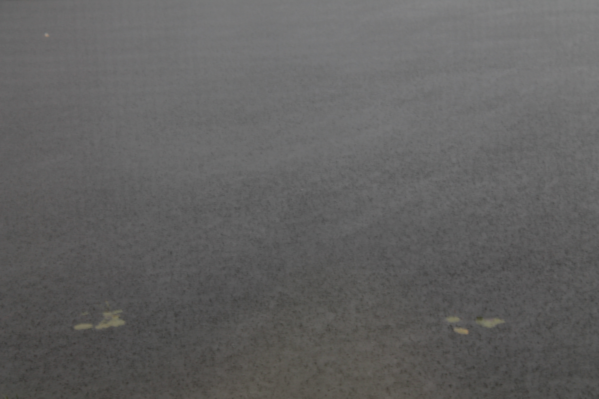 fig. i: summer rain