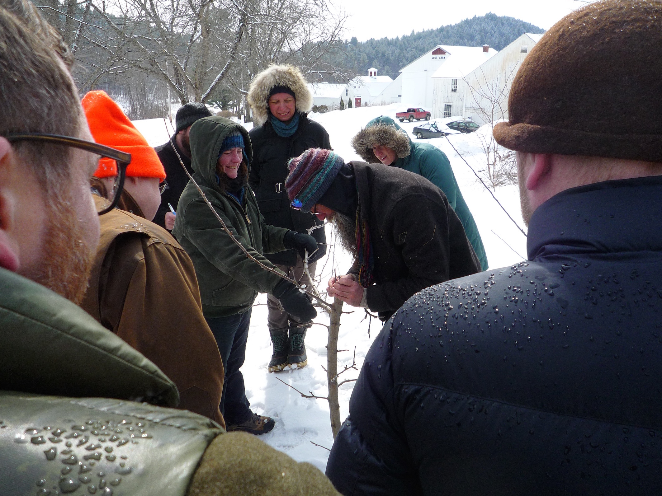 fig. e: Grafting by Goodband