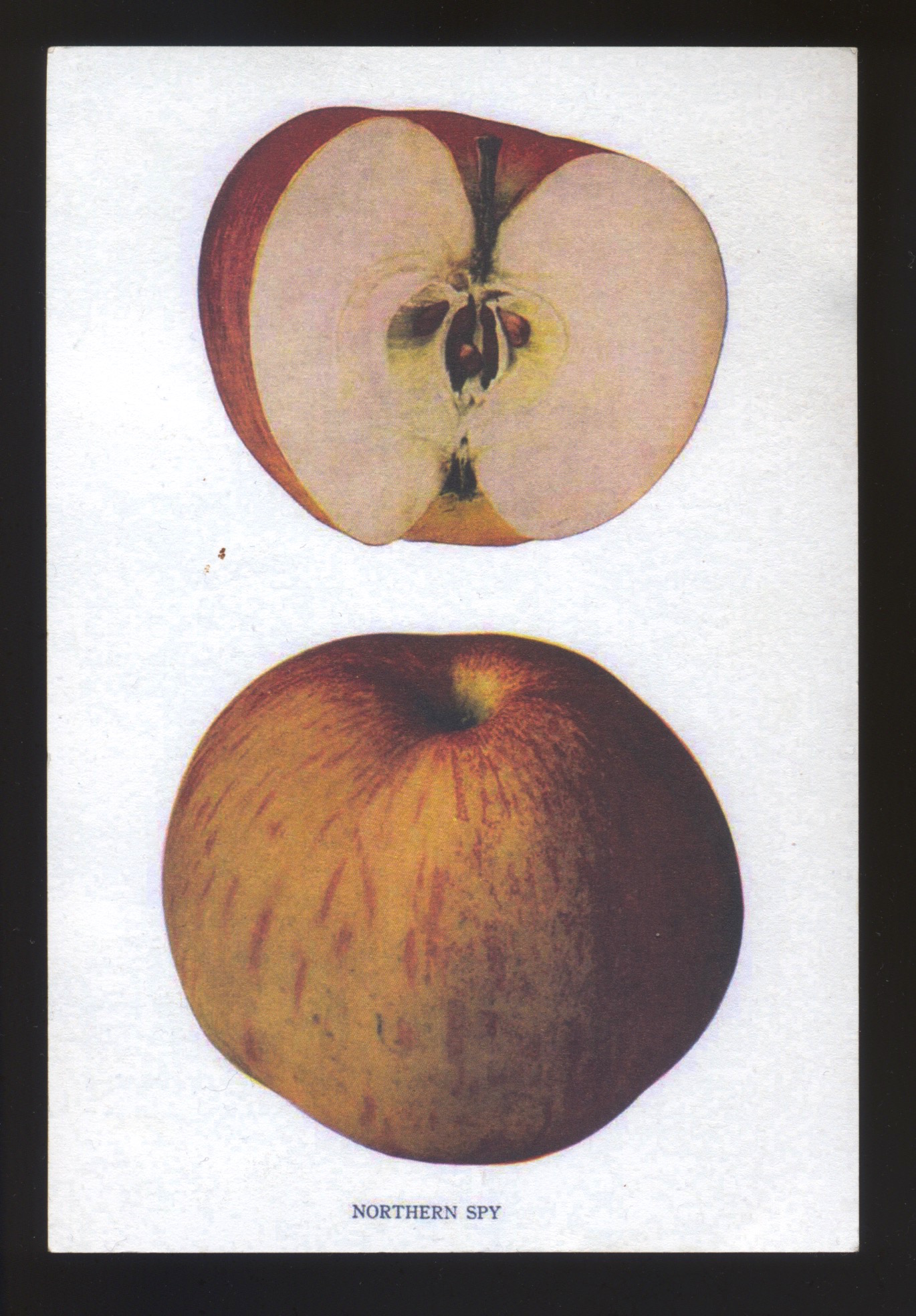 Northern Spy