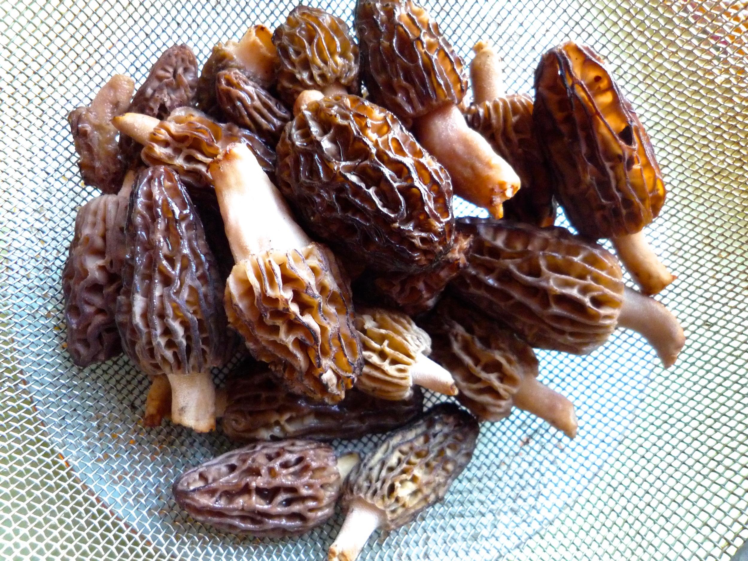 morels