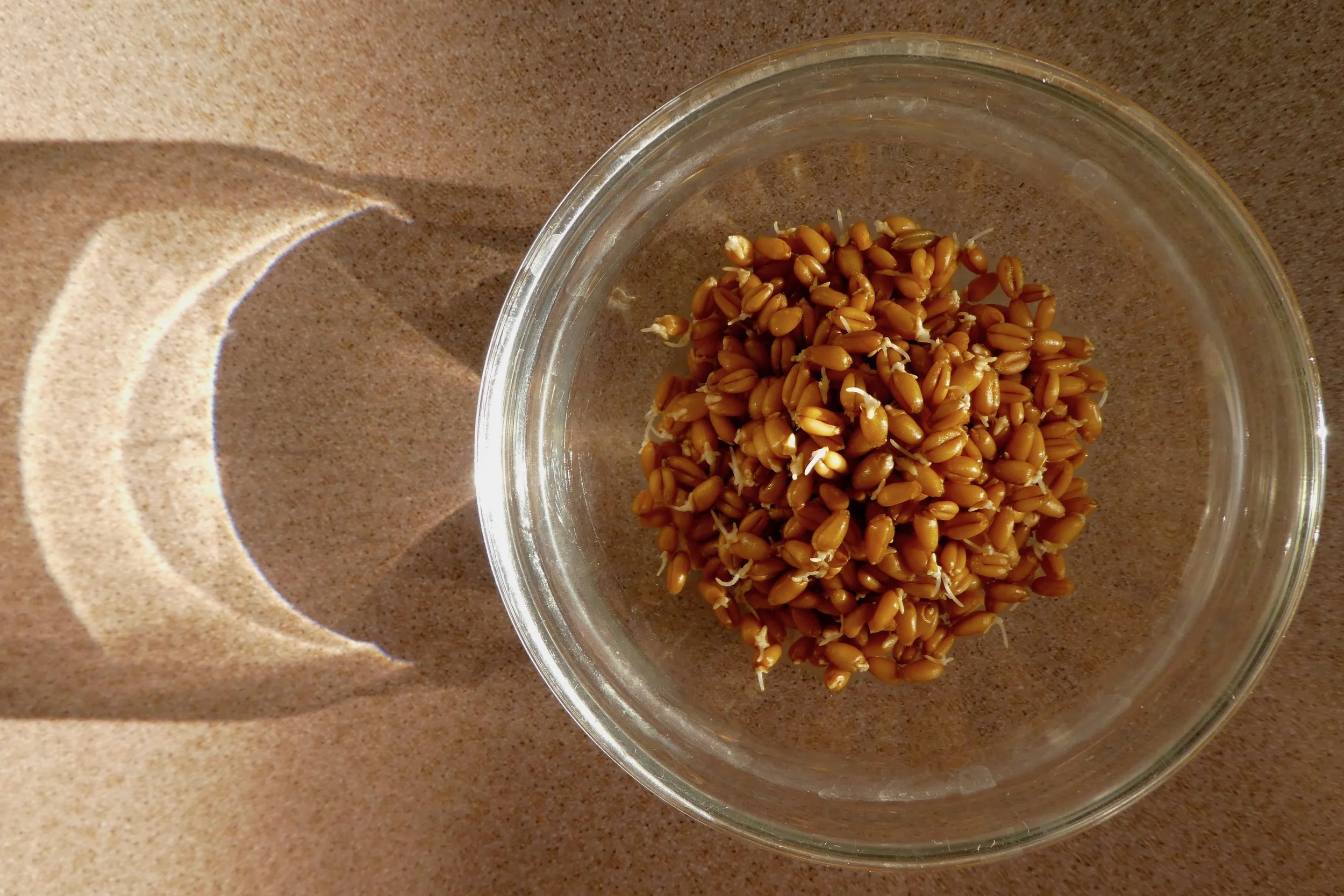 fig. a: pretty fab sprouts