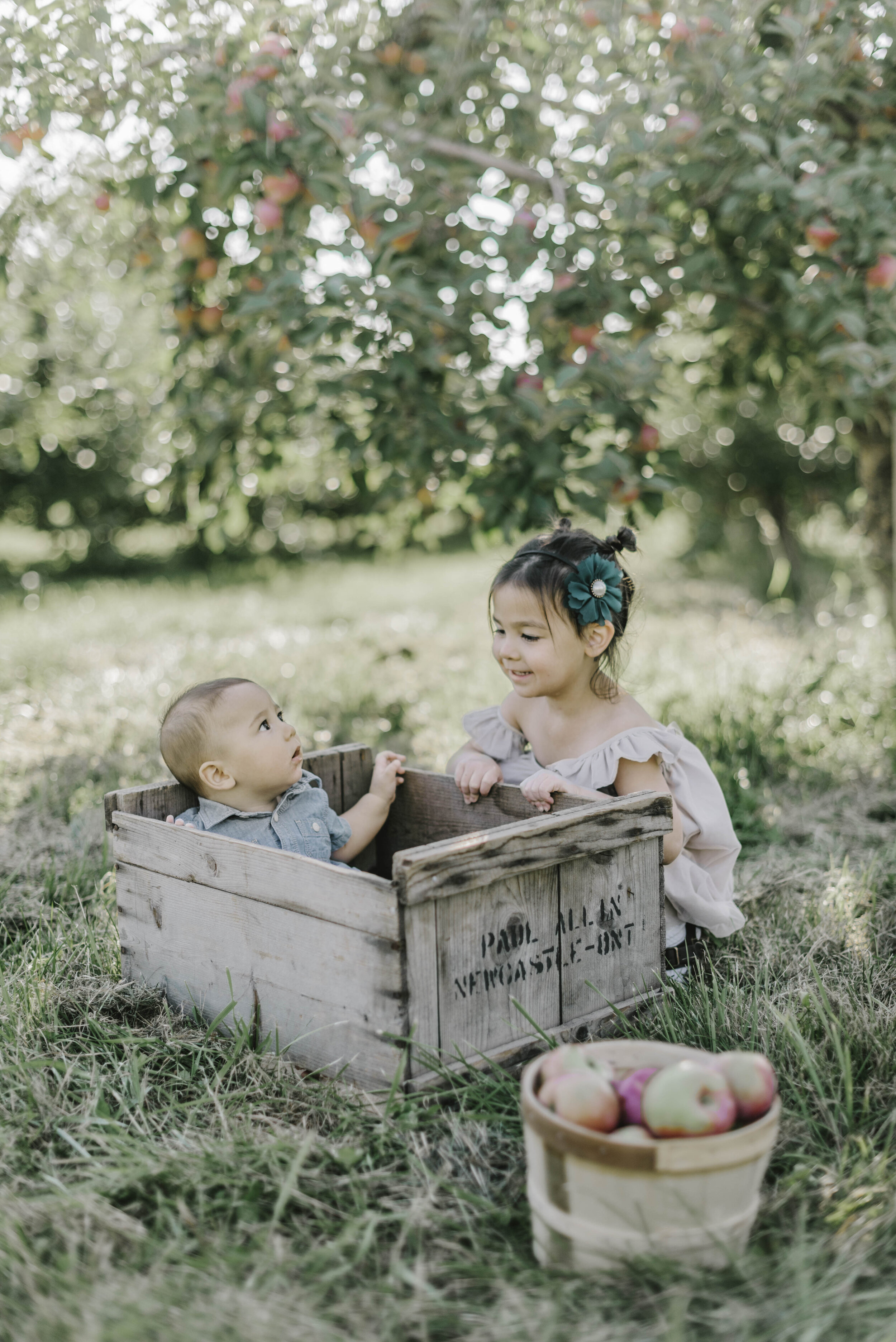 apple orchard photography