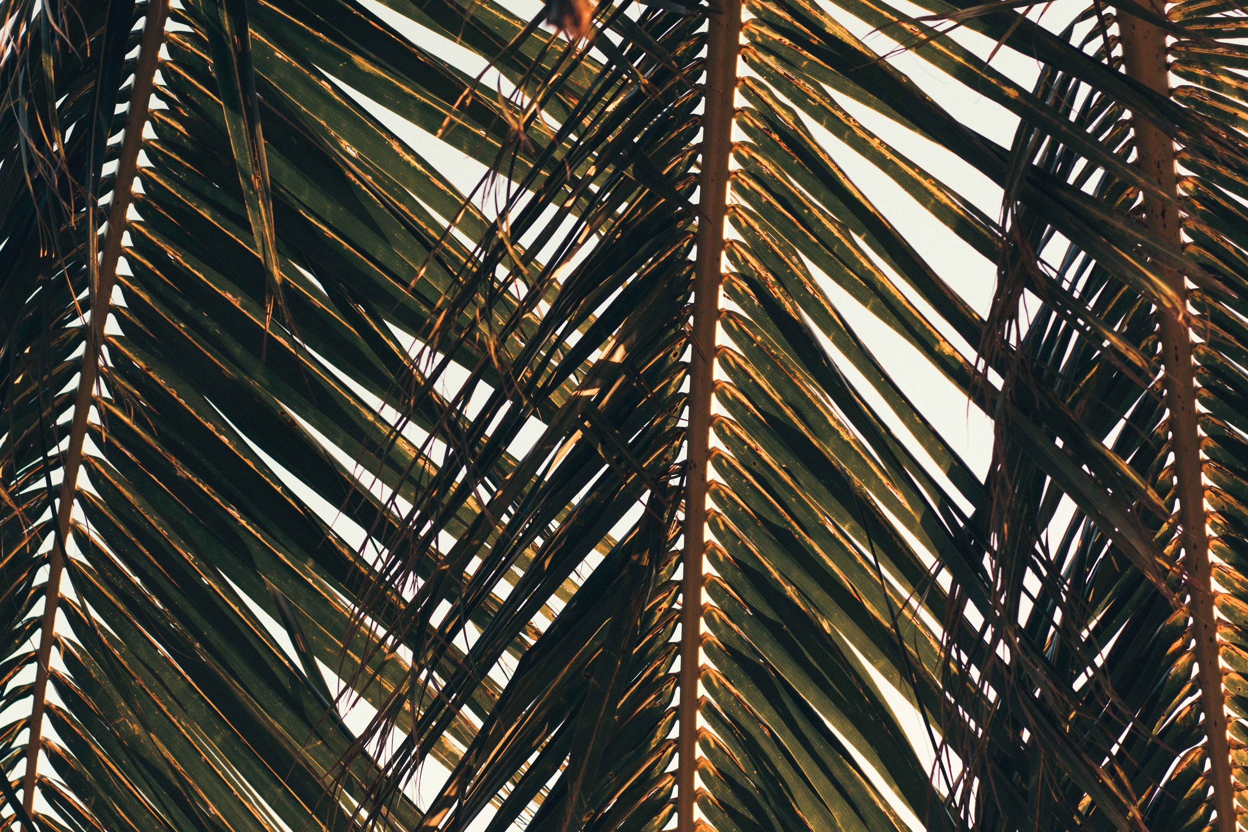fiji_coconut comradery_34.jpg