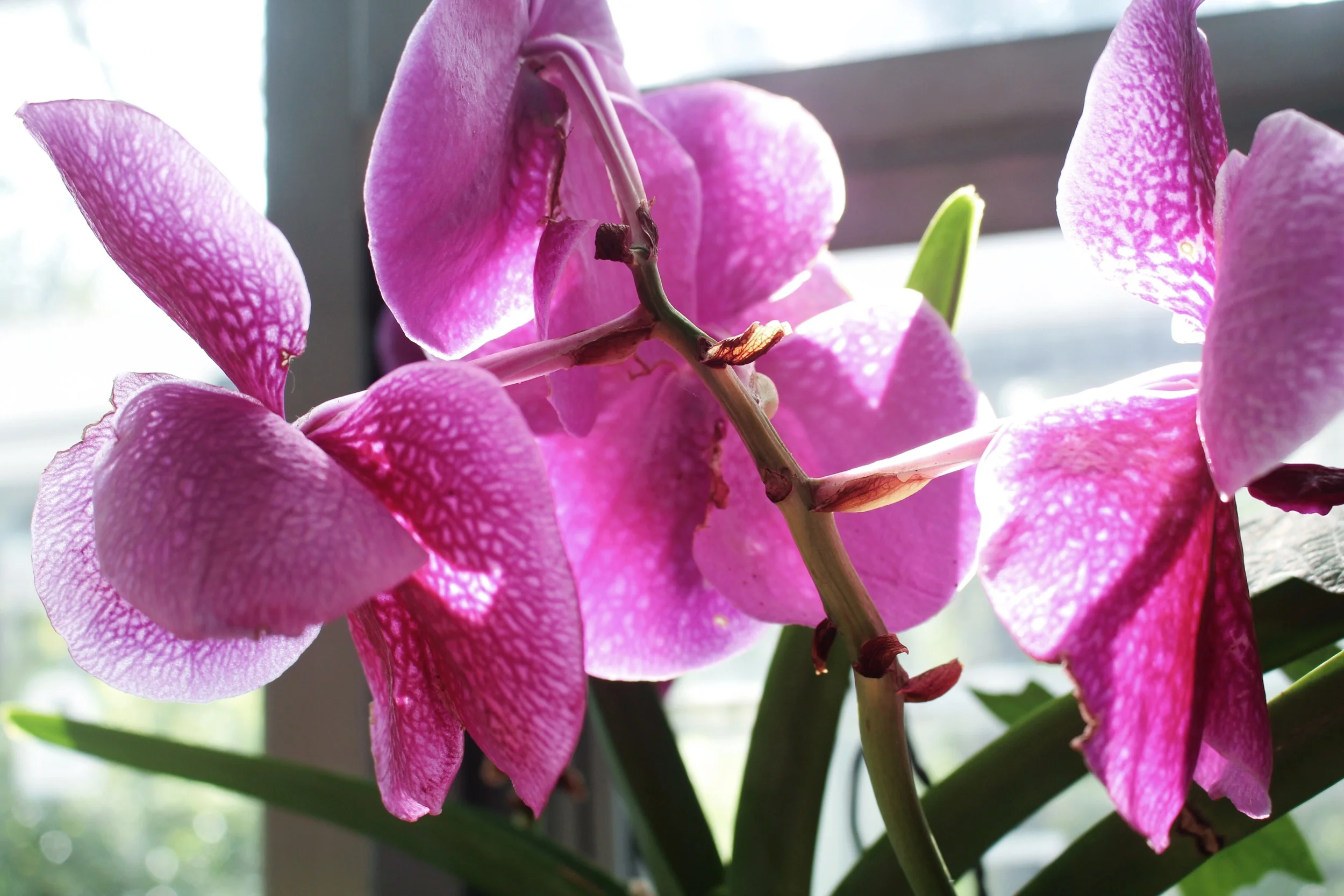 nationalbotanicgarden1.jpg