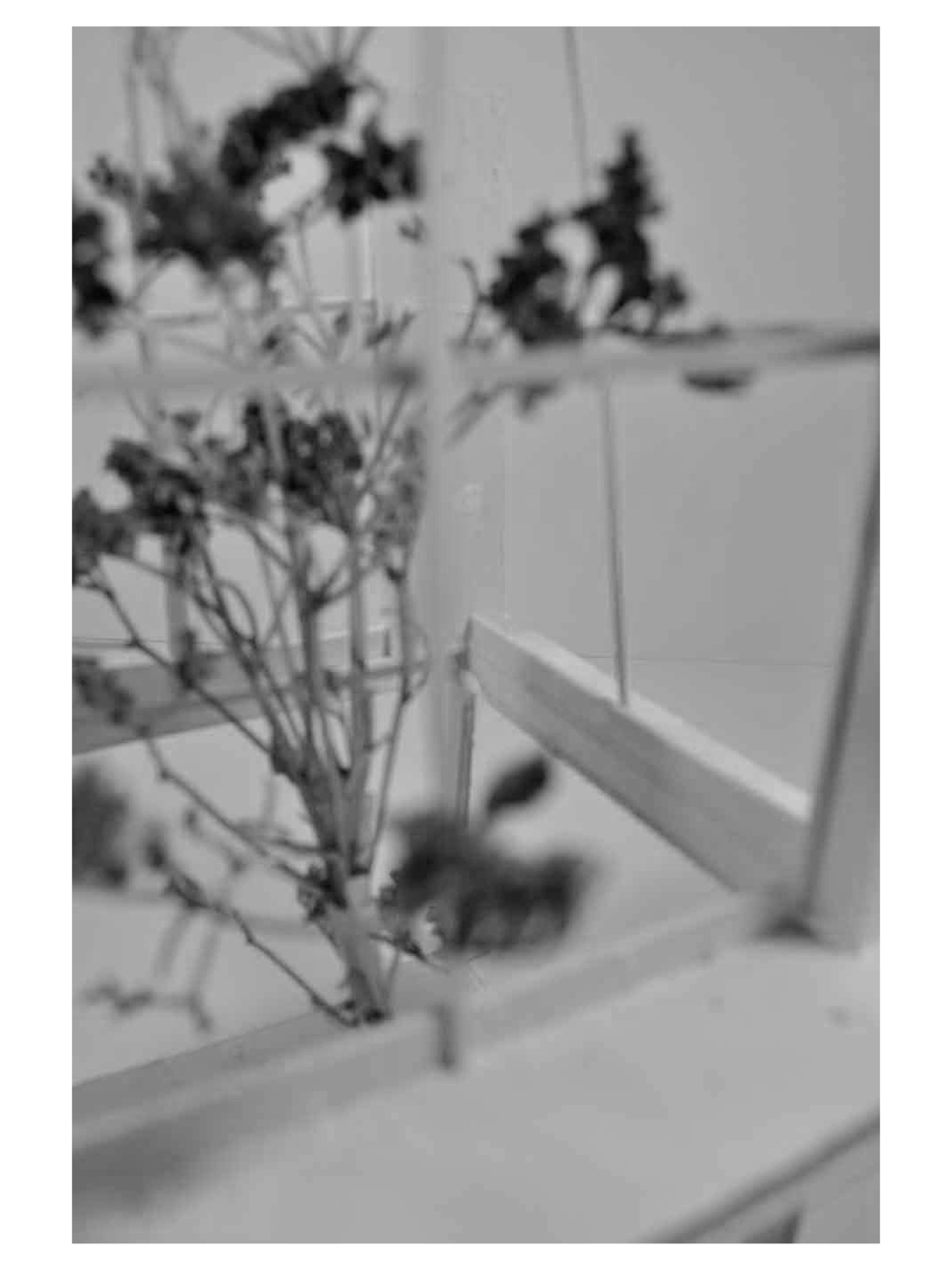 Courtyard Model of Casa de Vidro