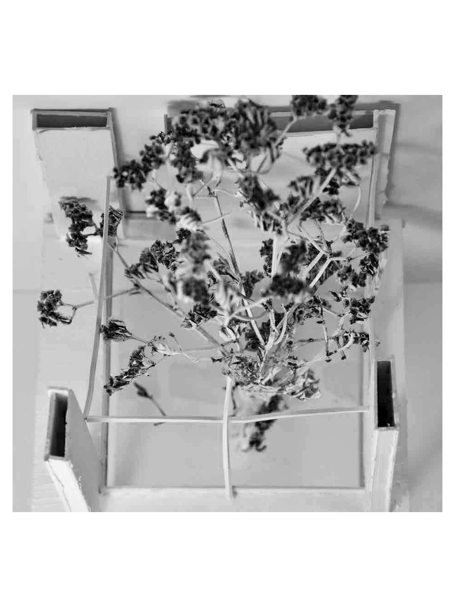 Courtyard Model of Casa de Vidro