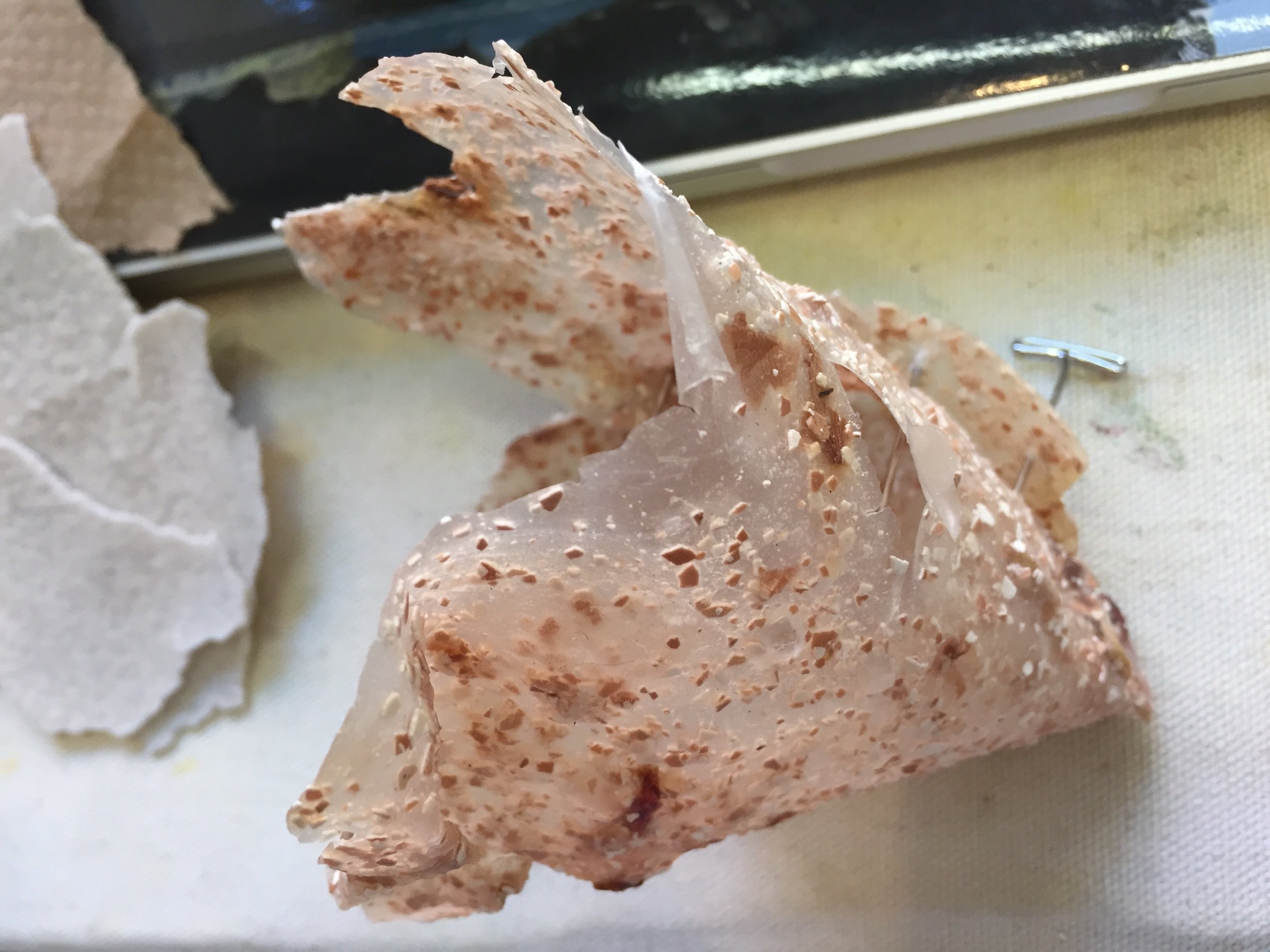 Rose Hip Bioplastic