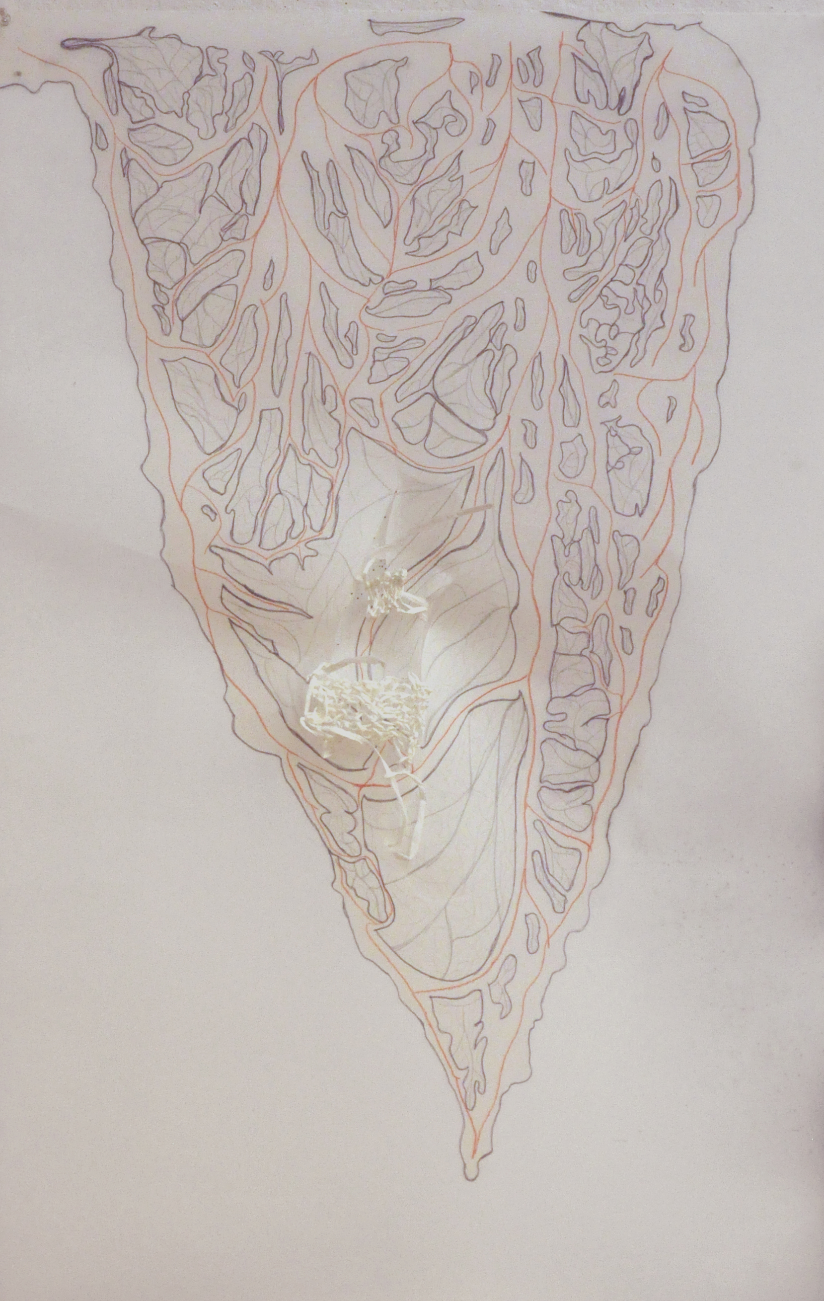 Canine Omentum Majus