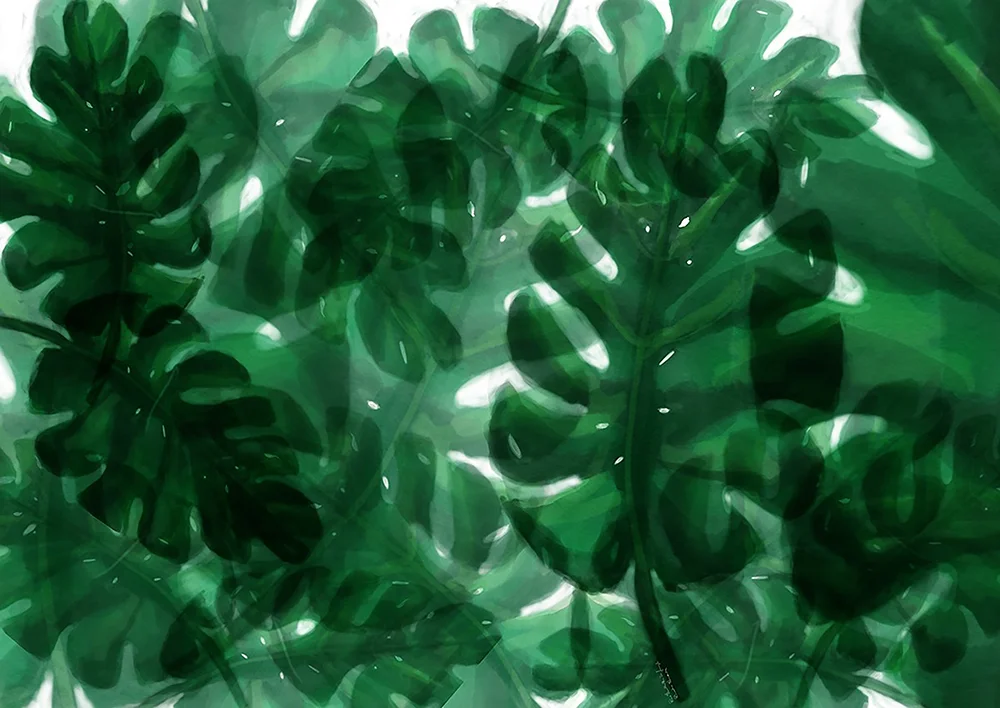 Monstera Leaves