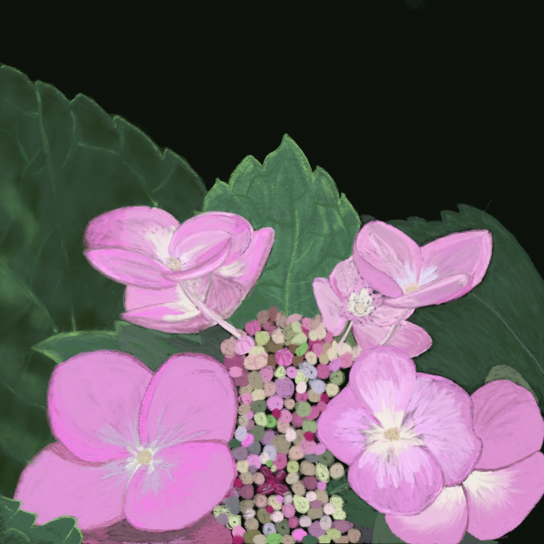 Hydrangea