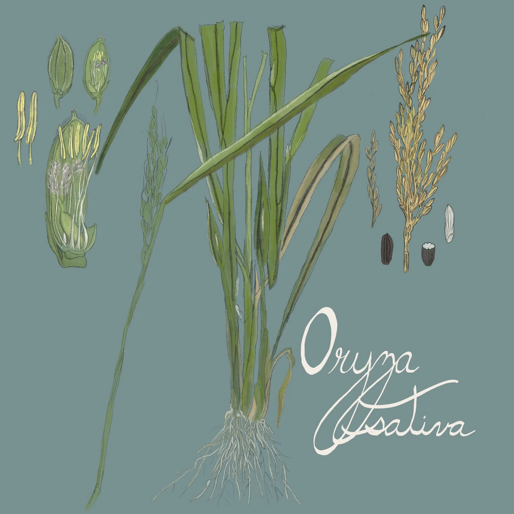 O is for Oryza sativa