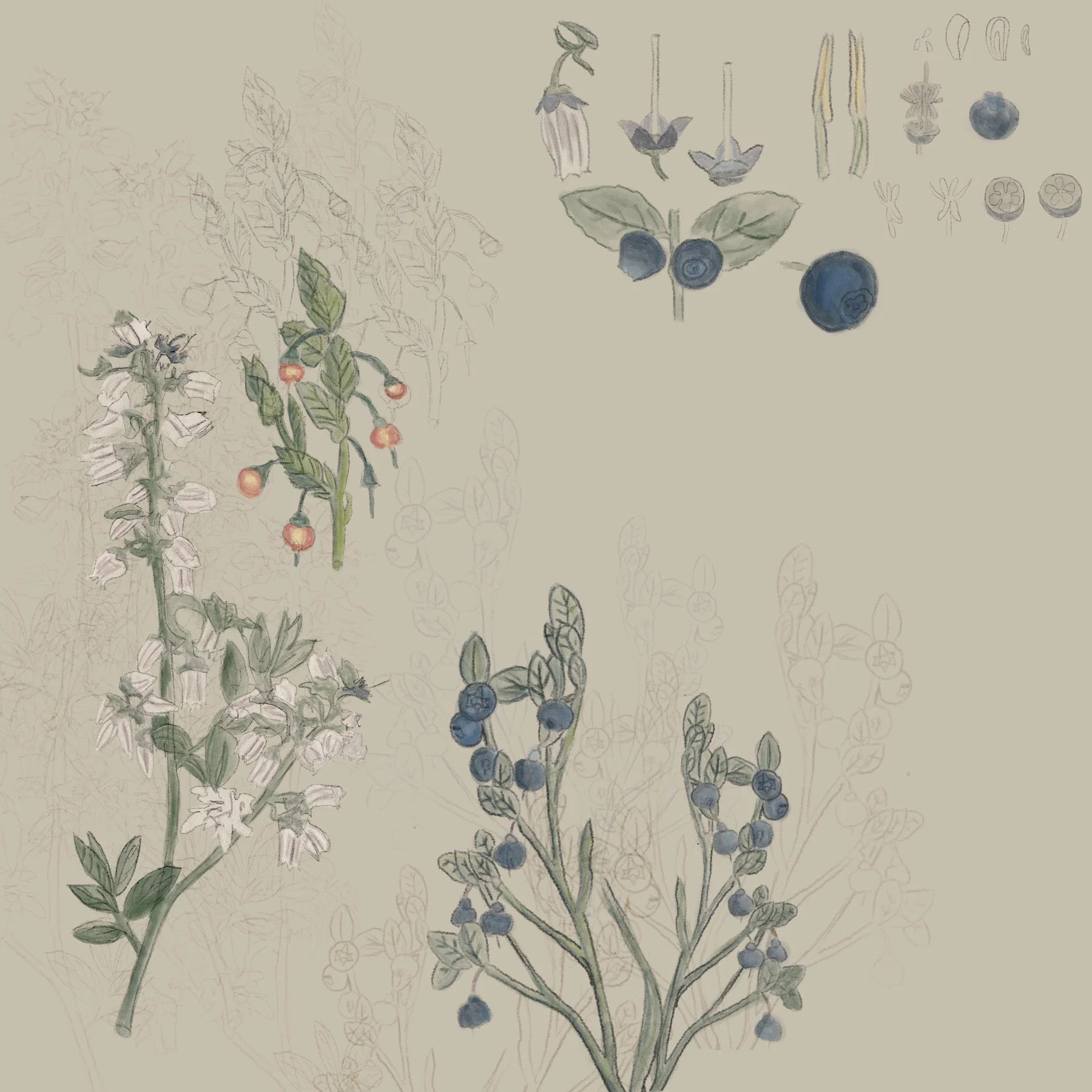 Vaccinium corymbosum Northern Highbush Blueberry