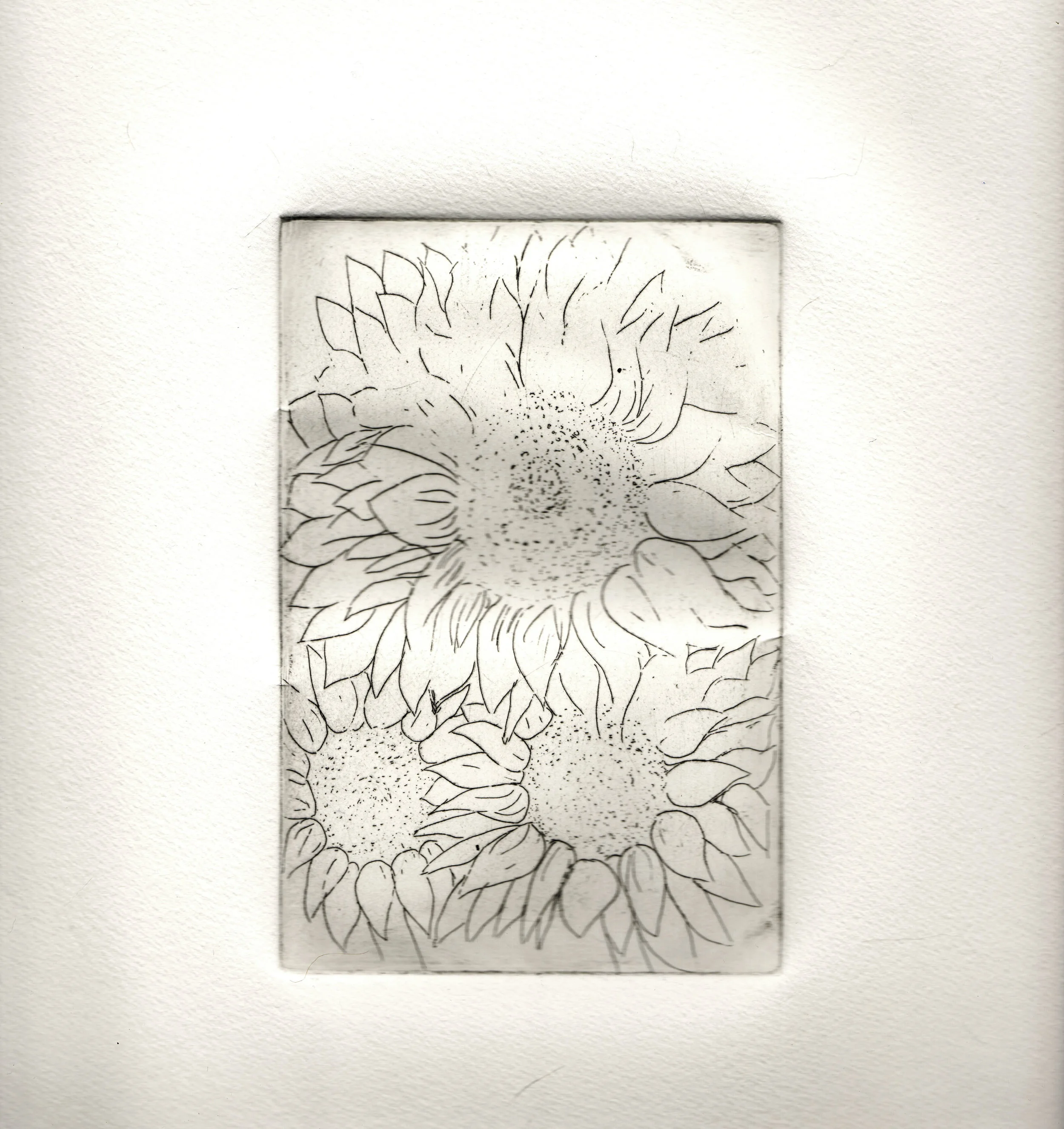Sunflower: The flower of happiness