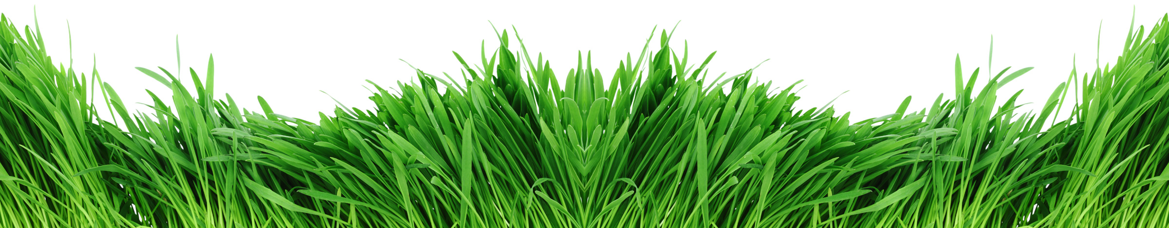 grass.jpg