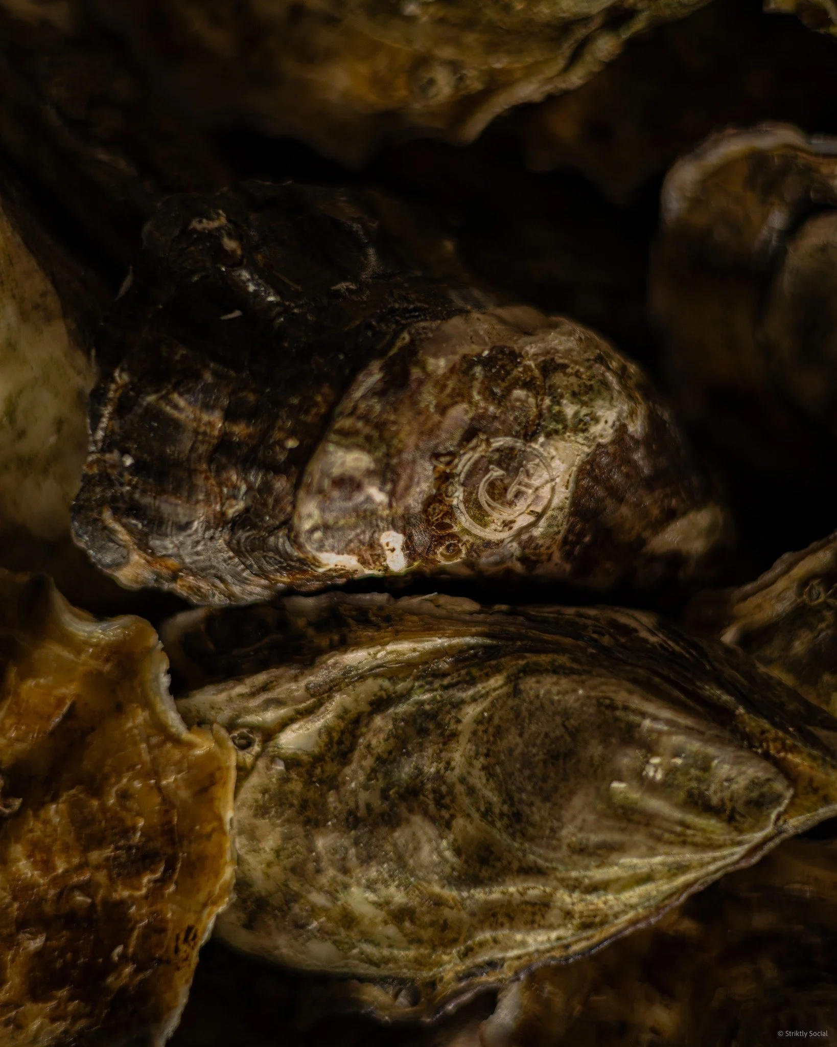 Gillardeau oysters, pure and refined. Silky and unforgettable, a true treasure from the sea. 🦪
.
.
📸 @striktly_social 
#oysters #gillardeau #seafood #wox #denhaag #delicacy #finefood #shellfish #diningout #woxmoments