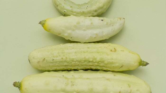 Gherkins_dissection_#1_FOODISM360.png
