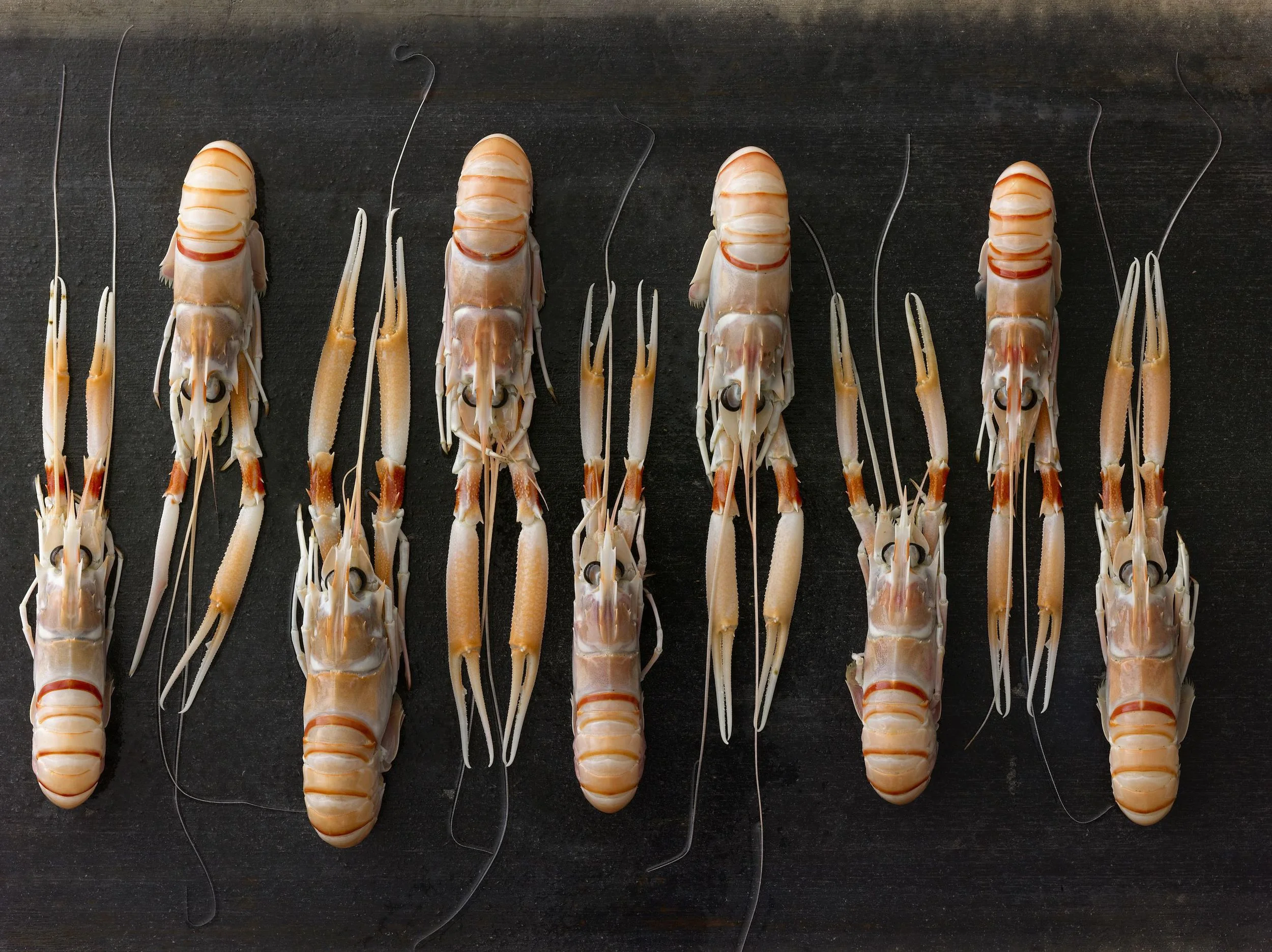 Scampi_189.jpg