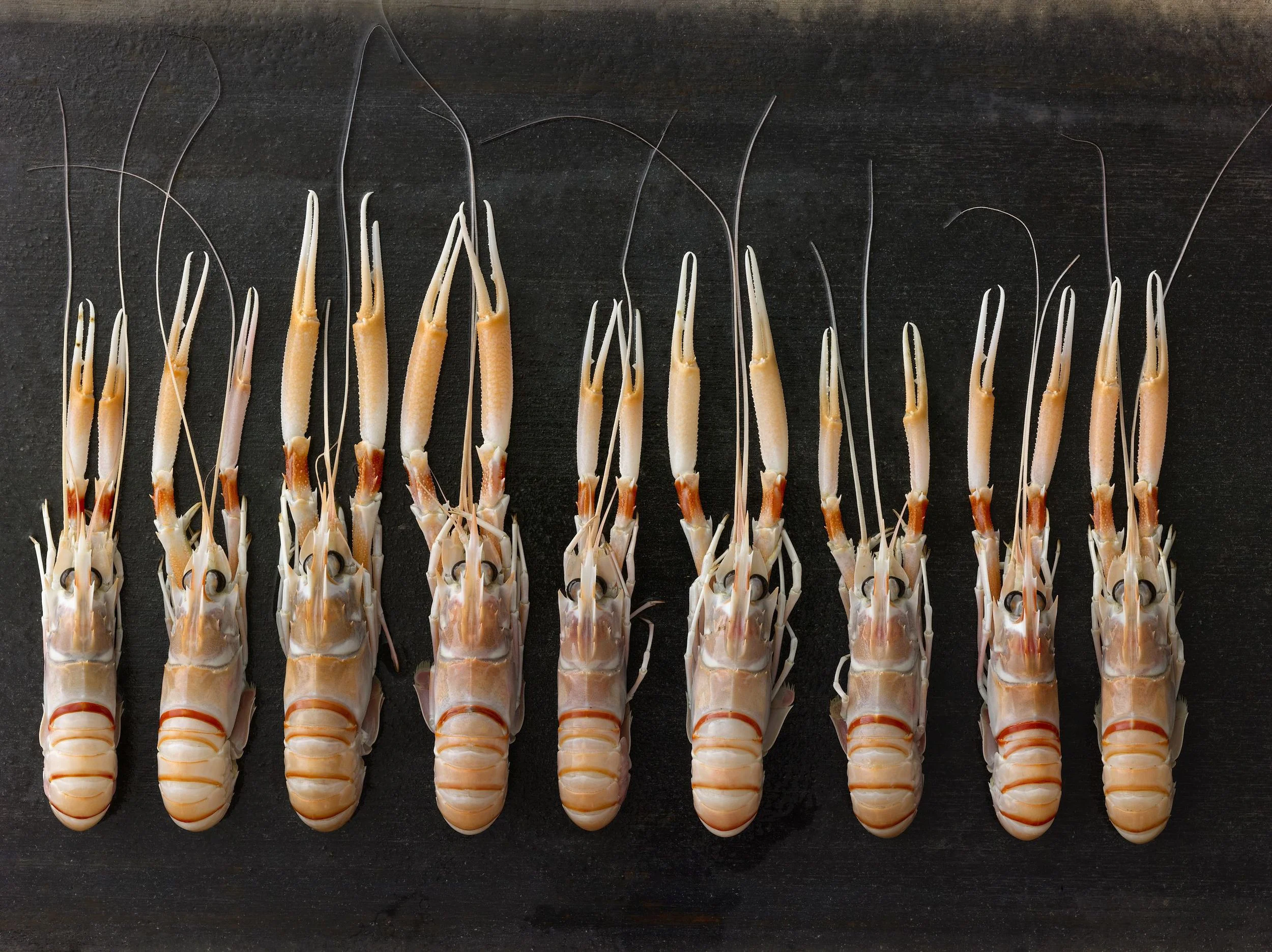 Excellence & Responsibility PREMIUM SEAFOOD New Zealand Scampi