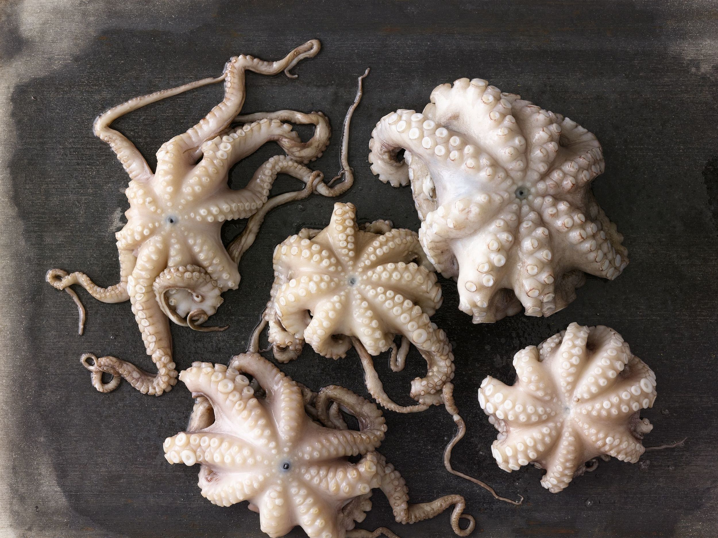 octopus in spanish octopus in spanish