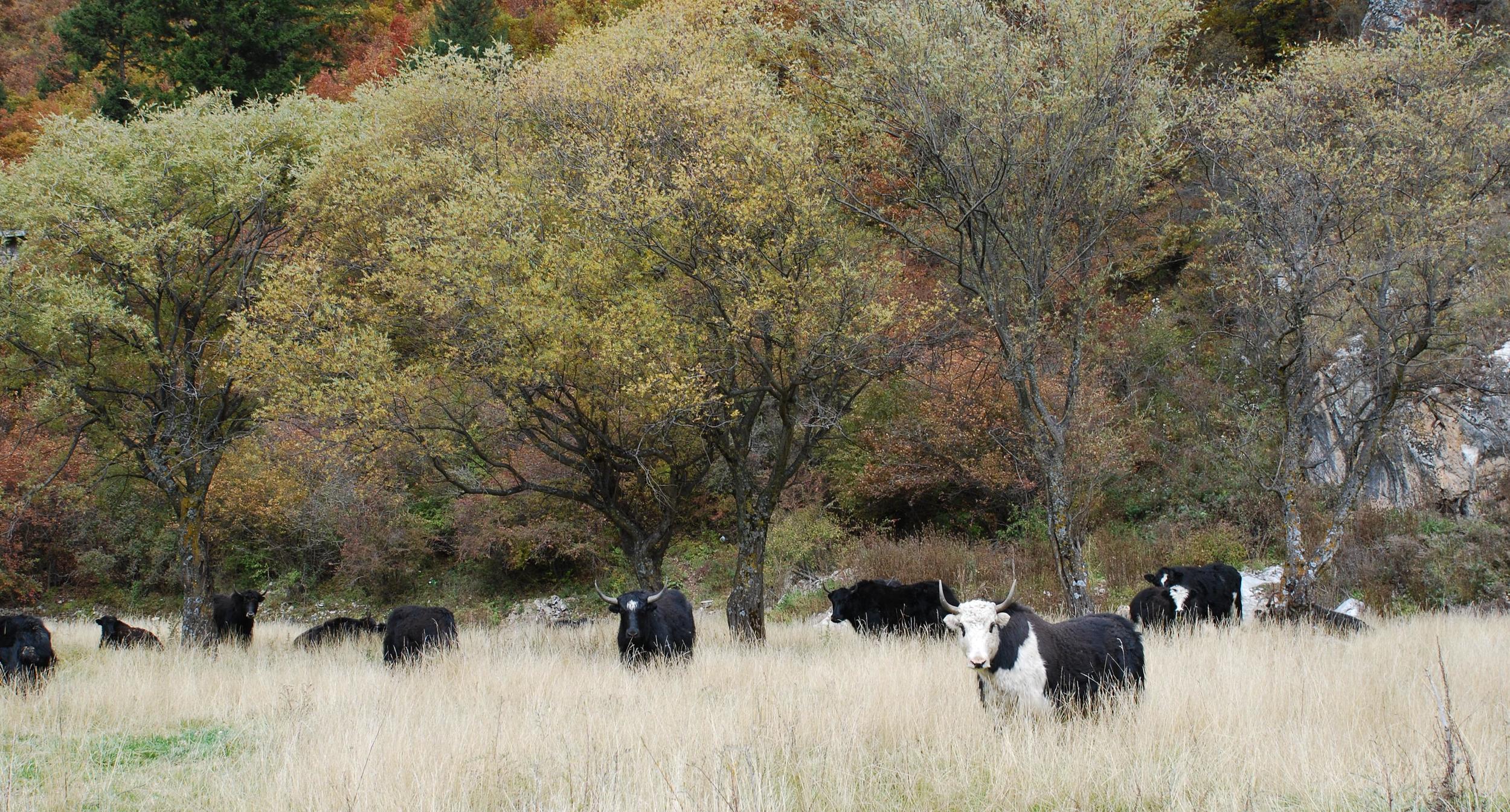 BOUNDLESS GRASSLAND I