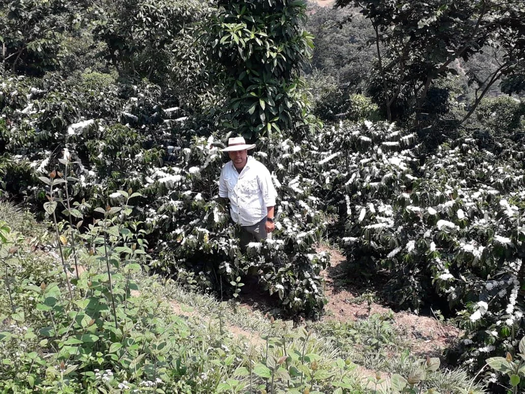 axel palacios 2 floracion.jpeg