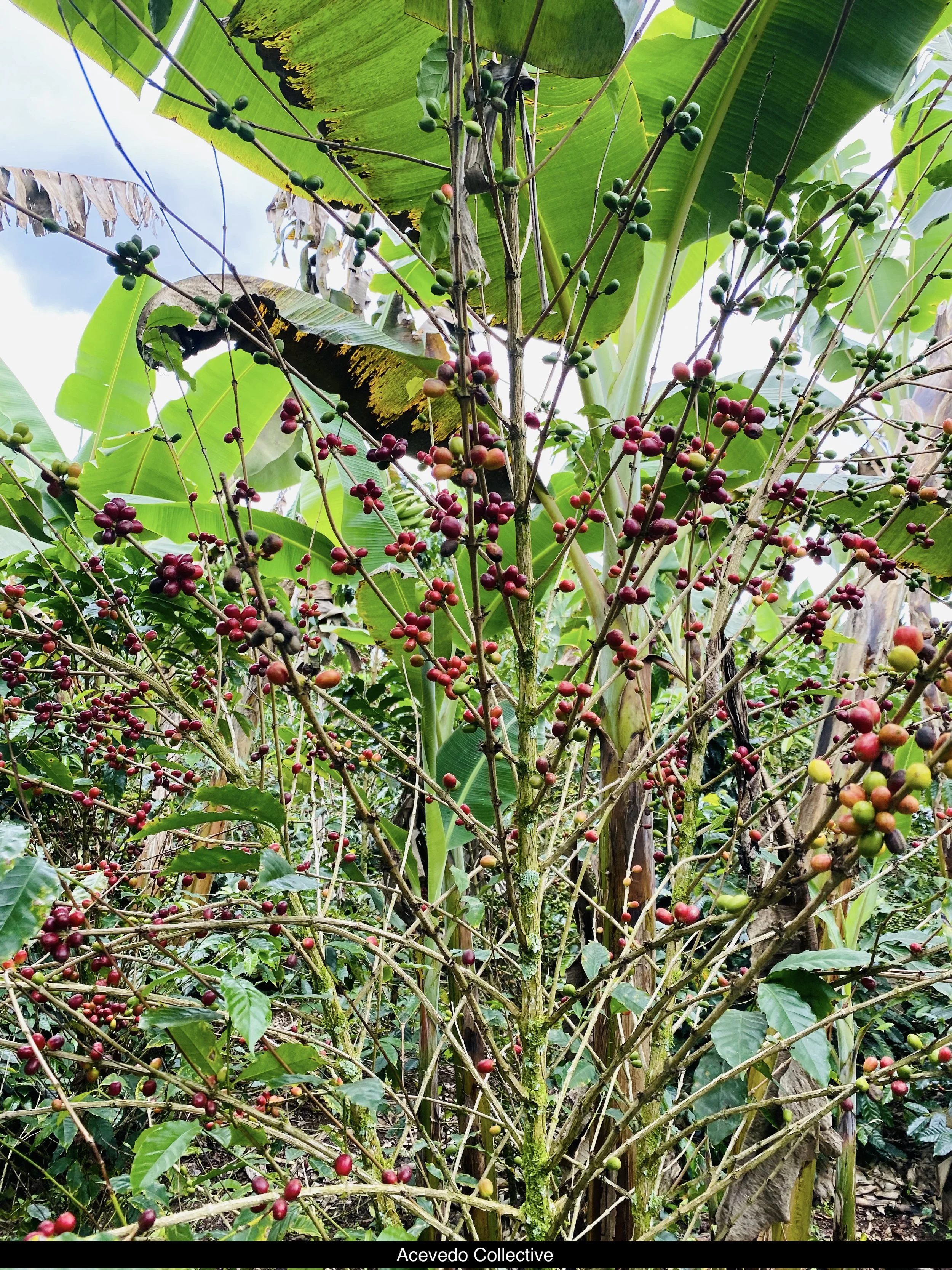 acevedo collective 3.jpg