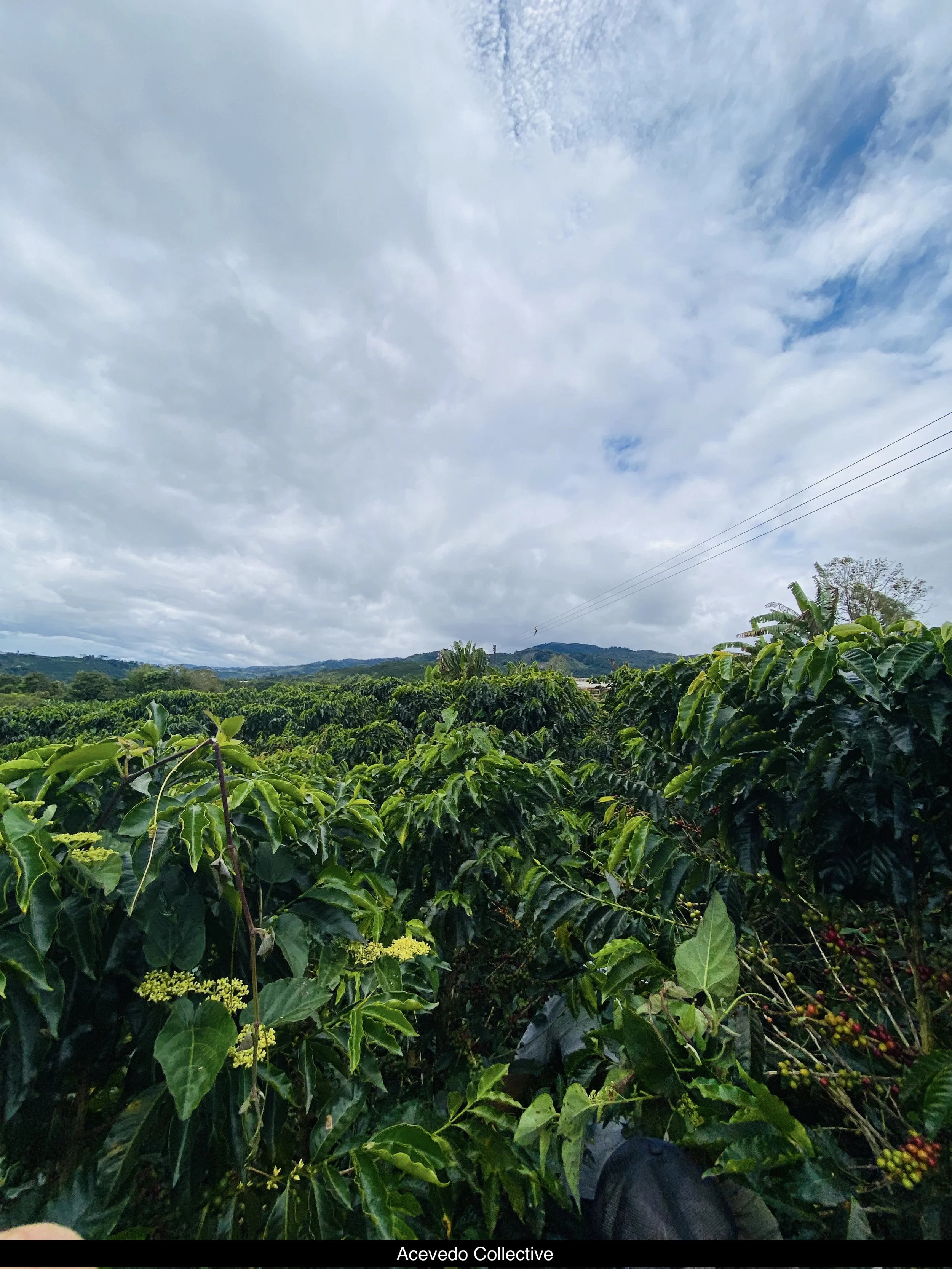 acevedo collective.jpg
