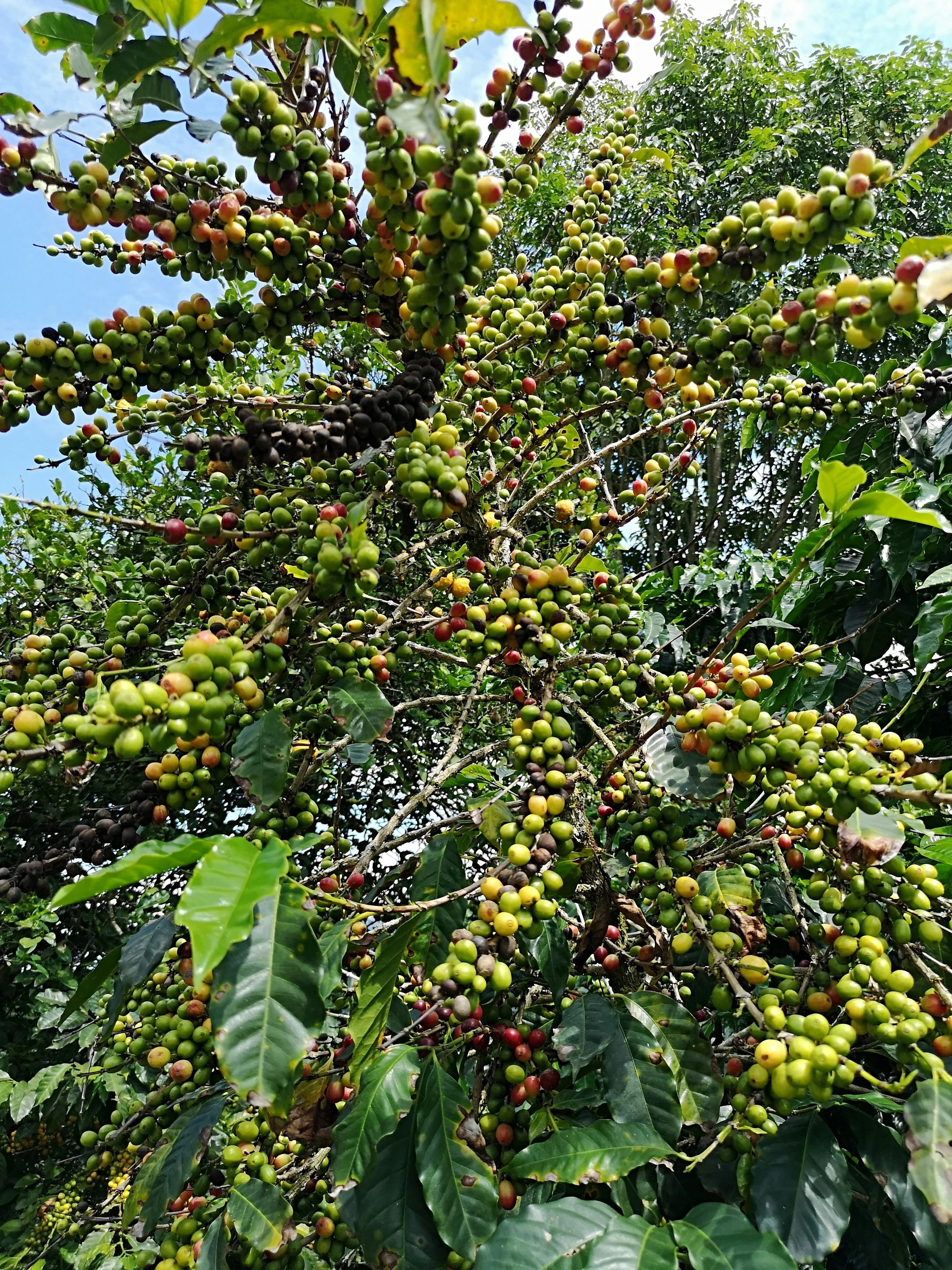 amenaza menor decaf.jpg