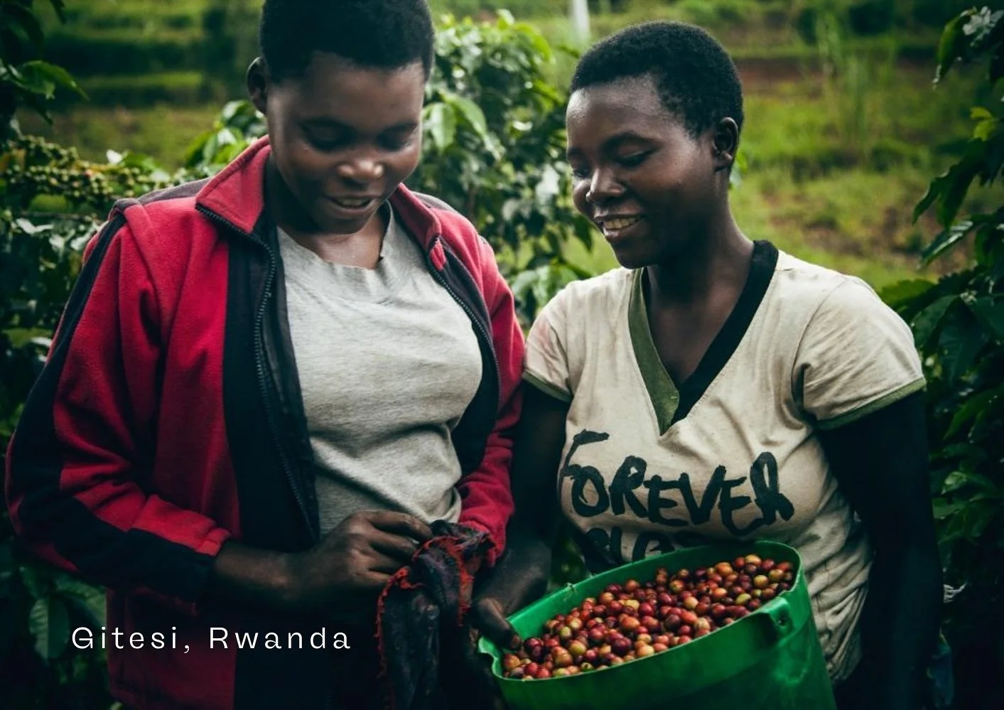 Kaffeslipp: Gitesi Natural, Rwanda ☕️

Saftig og intens, med preg av plomme, rosiner og r&oslash;de epler, og l&oslash;ftet av florale toner og en honningaktig s&oslash;dme. Klar, strukturert og med god dybde.

Fra Gitesi Washing Station, Karongi, Rw