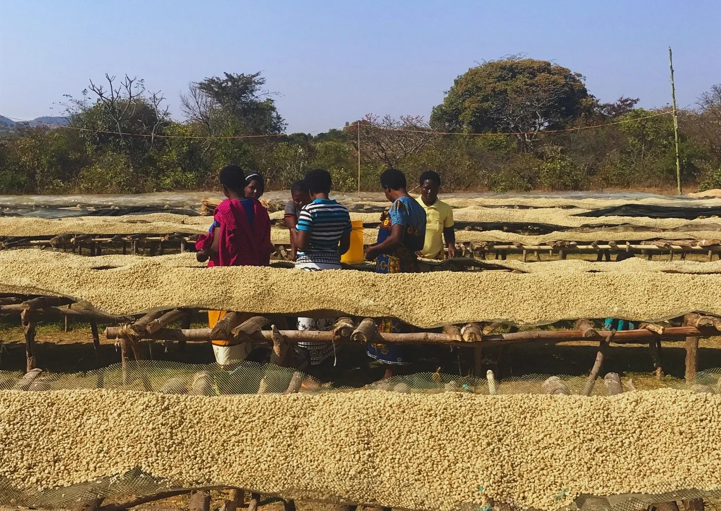Kaffeslipp fra AA Shilanga, Tanzania 🇹🇿 
Leskende, fruktig, balansert, med hint av stikkelsb&aelig;r, vanilje og hvit te. Ren og frisk, kan minne om en Kenya - med lett munnf&oslash;lelse og elegant avslutning. 

Les mer i nettbutikken

Langorakaff