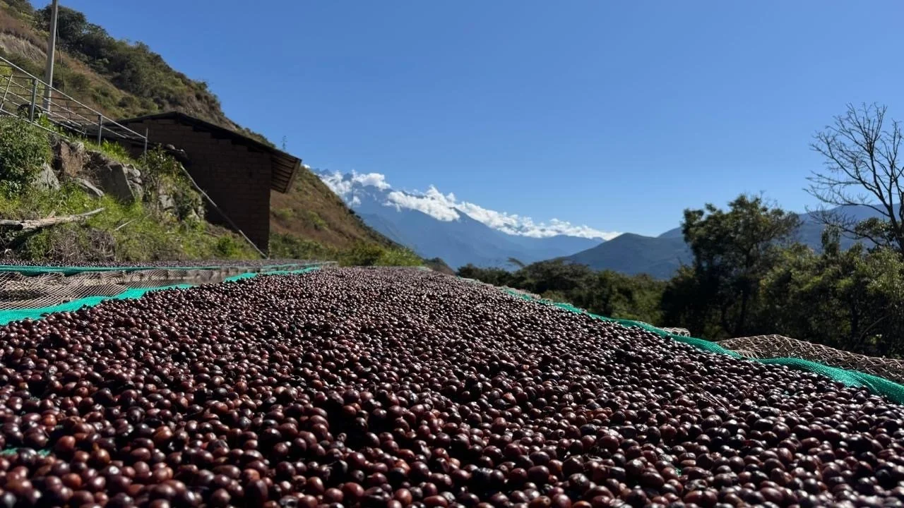 Peru Incahuasi, ny kaffe fra Peru. Bestill i nettbutikken. Langøra Kaffebrenneri