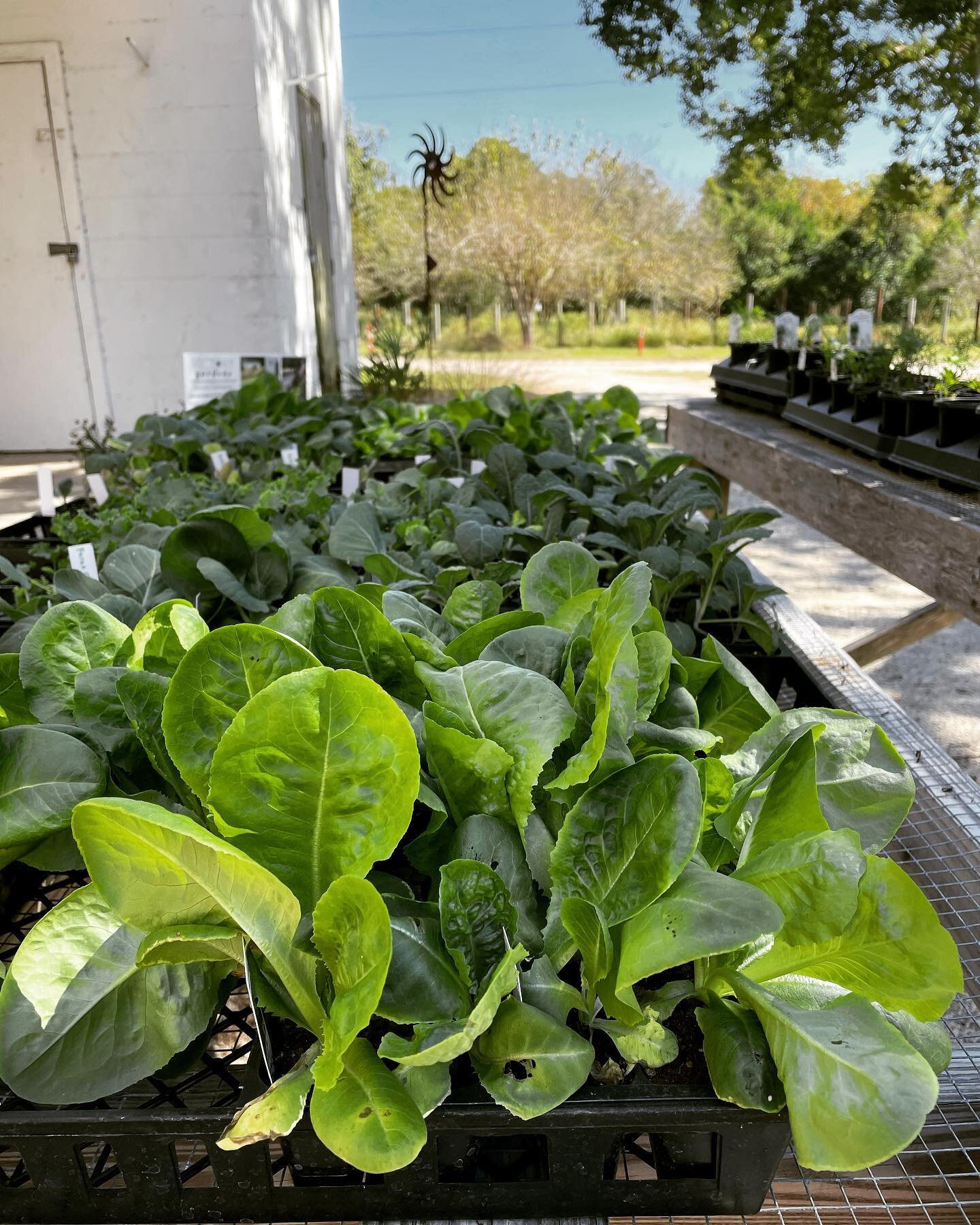 Victory Gardens