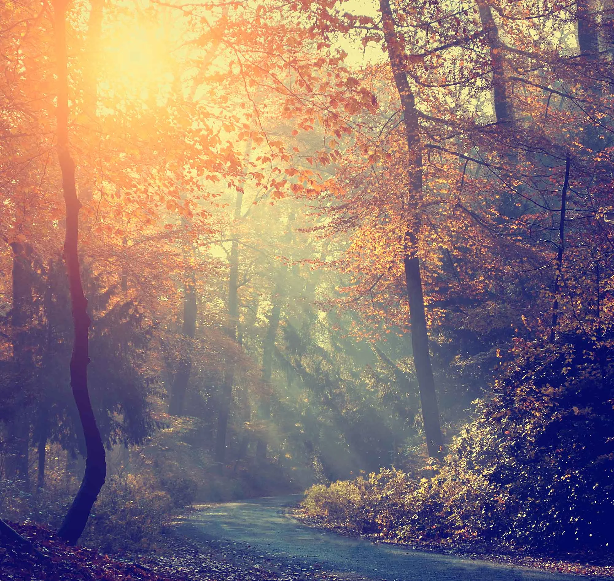 path.jpg
