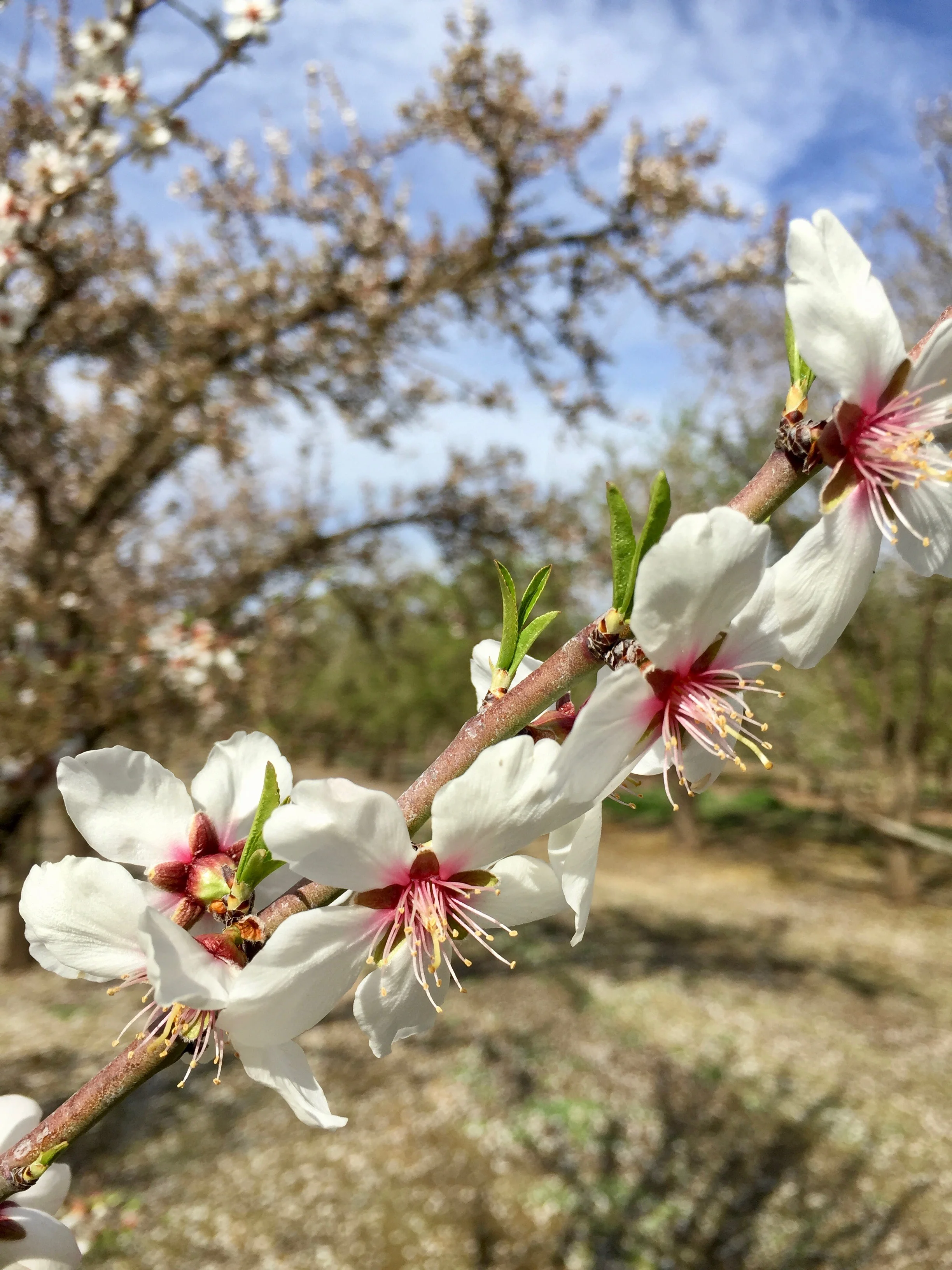 Blossoms.jpg