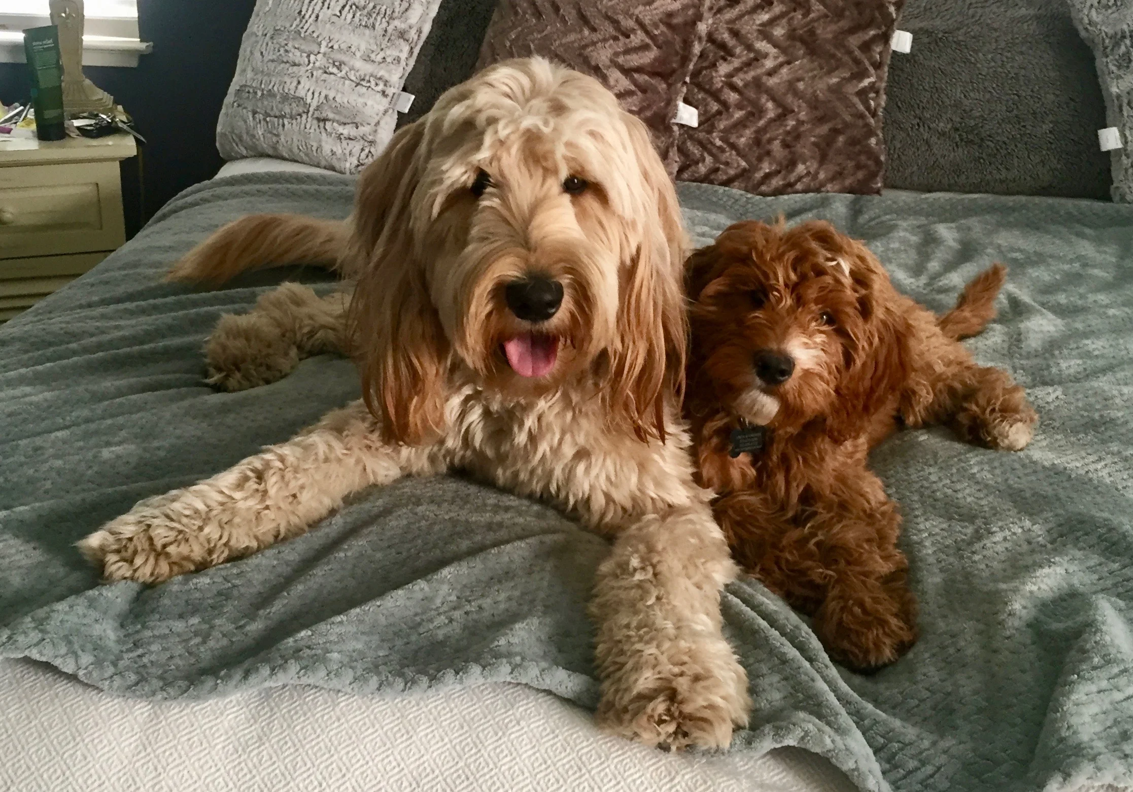 Its a dogs life.jpg