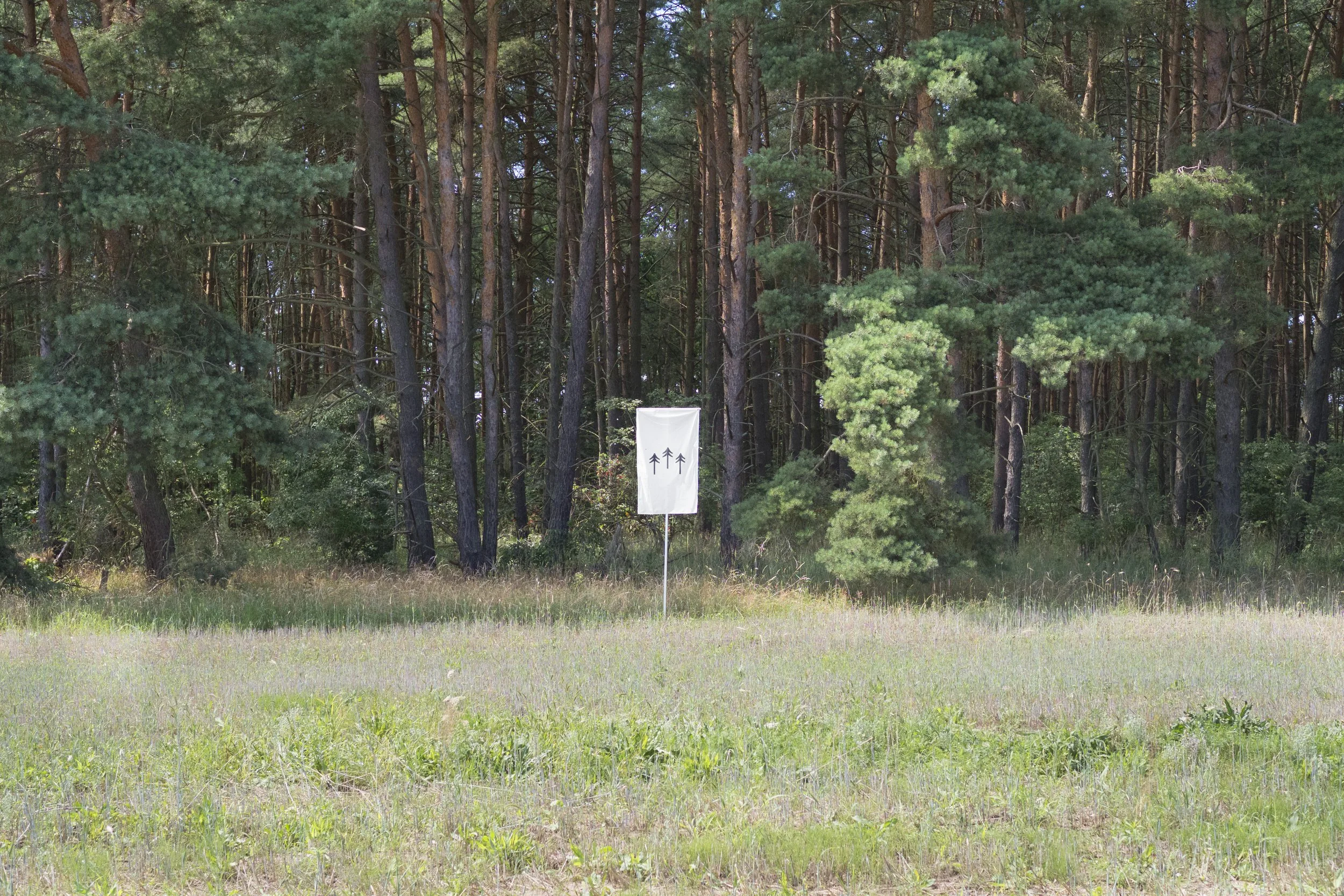 5.1 terra0-forest.jpg