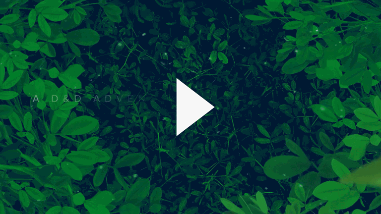 The Seed of Life, D&D Campaign - Cast Animation