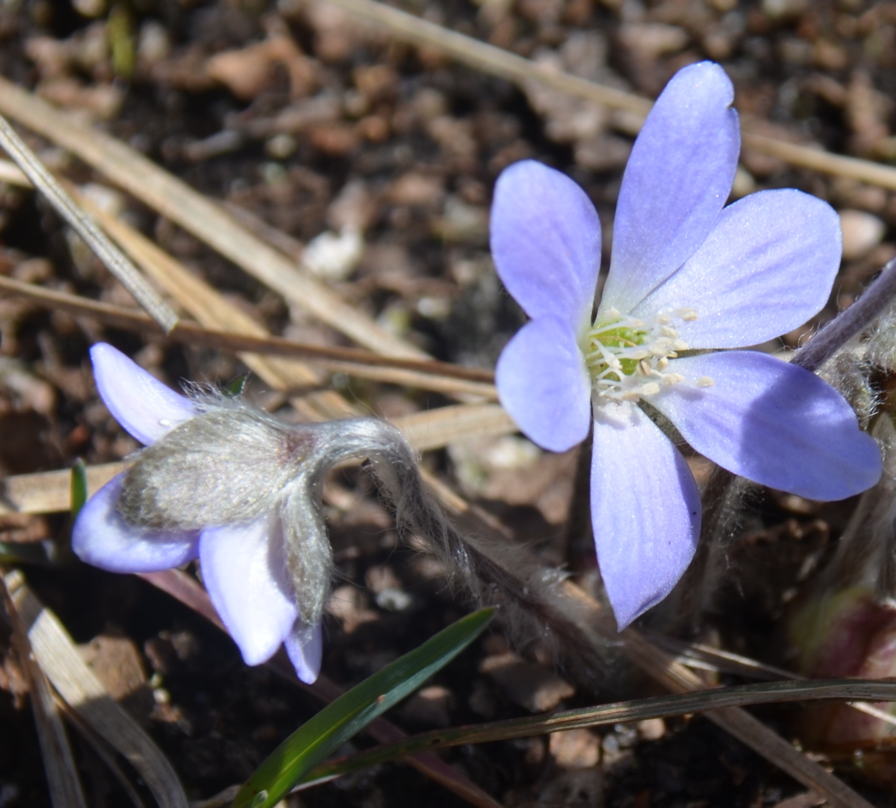 Hepatica nobilis