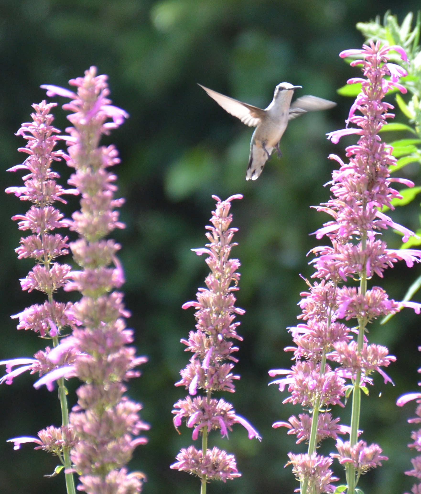Hummingbird Mint