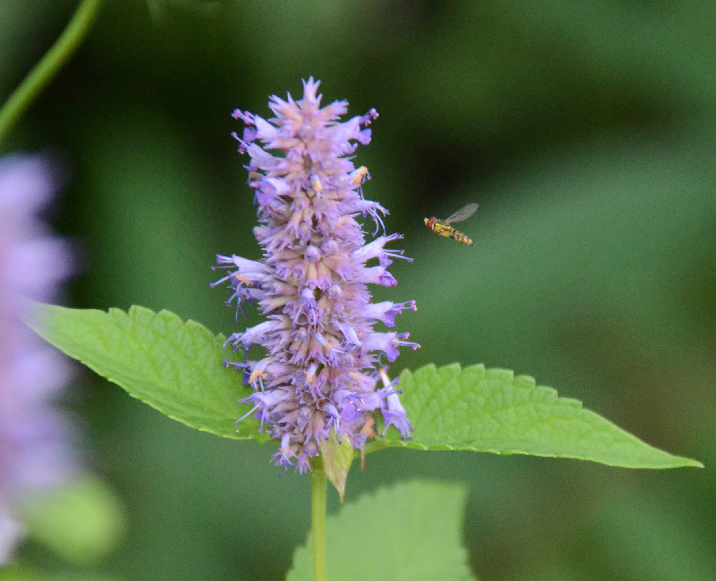 Flower Fly